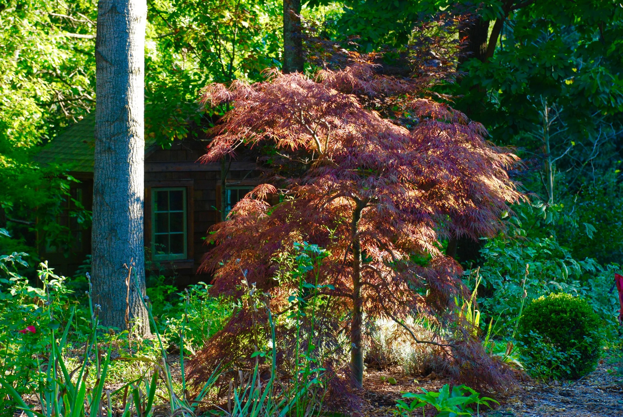 DSC_0094.jpg