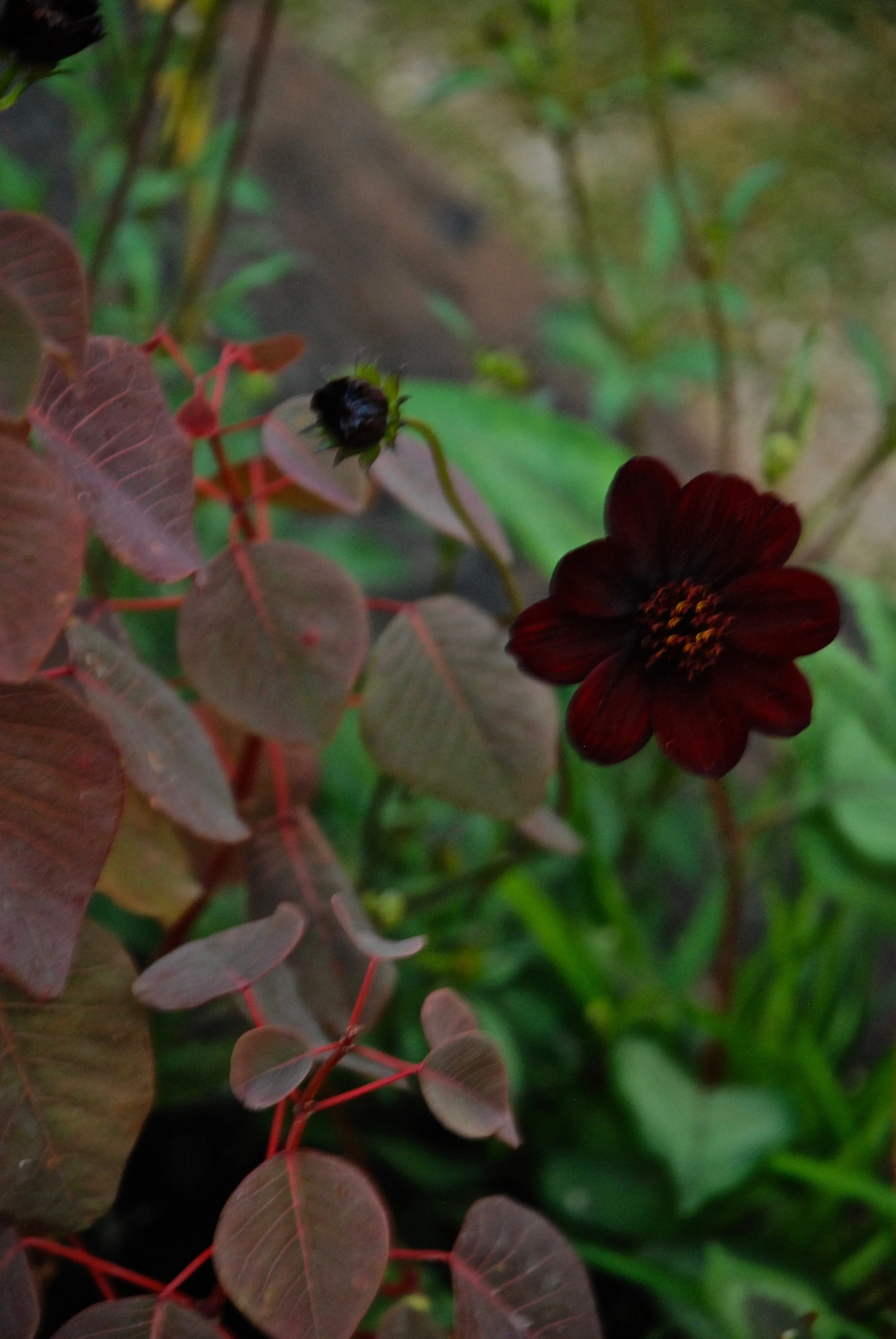 DSC_0654.jpg