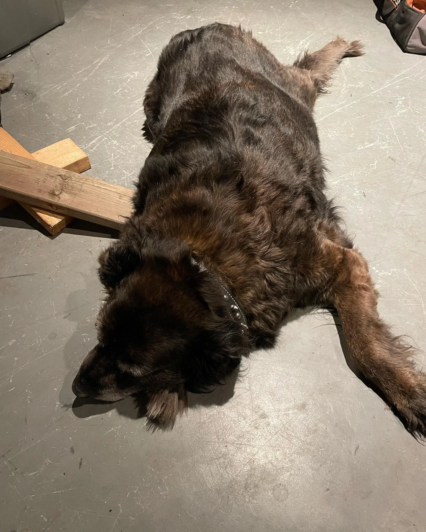 Saying goodbye to this dear soul. He gave and got so very much love over the past 13 years. It wounds our hearts so much to let go but we can hold and be so grateful for the wonderful memories. Go and be with your sister sweet old man.