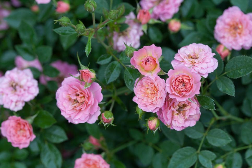 Pink Petite Rose
