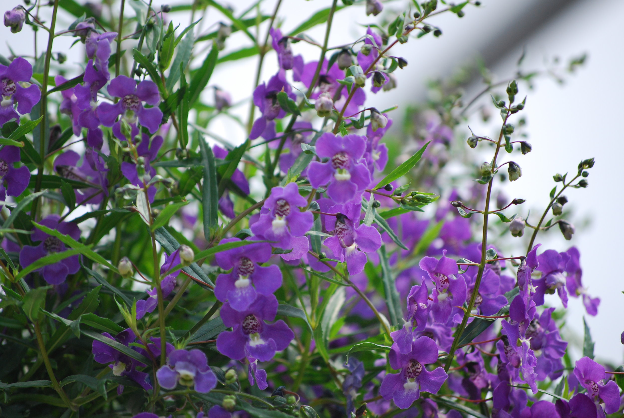 Angelface® Blue Summer Snapdragon