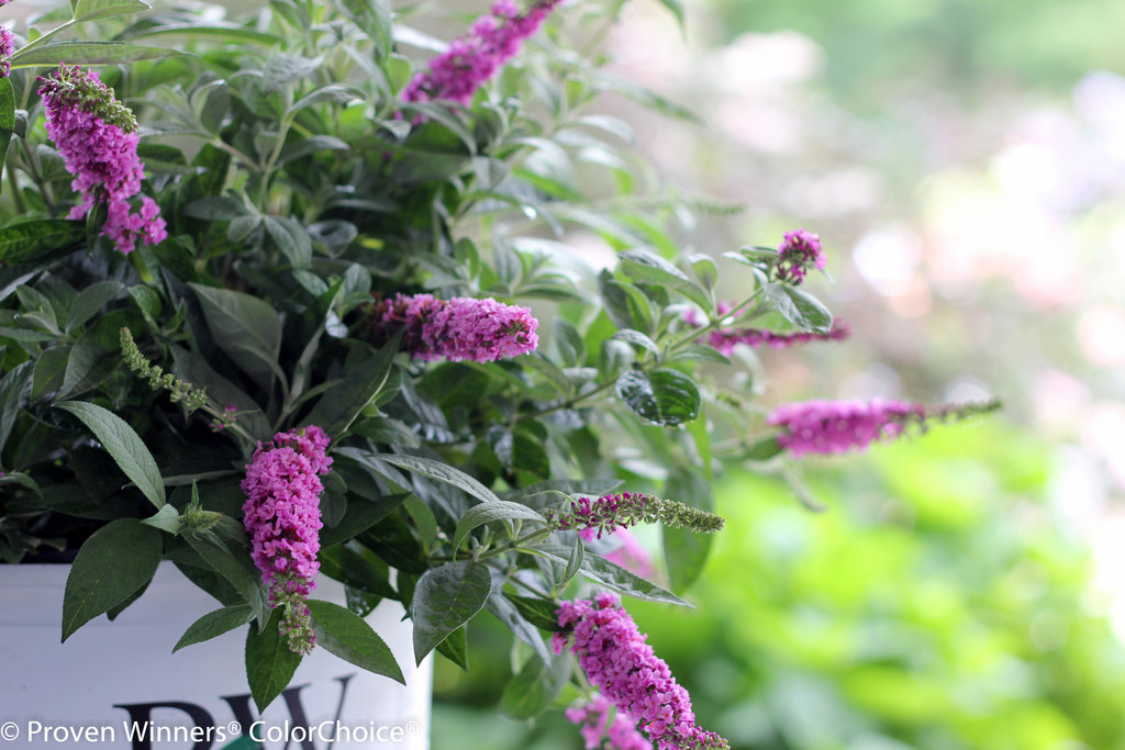 Lo & Behold® 'Pink Micro Chip' Butterfly Bush