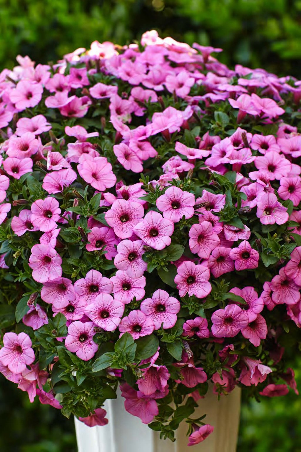 Supertunia® Flamingo™