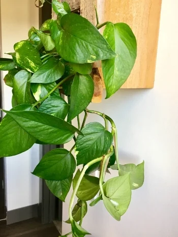 Devil's Ivy Looks department - 5 Ease of care - 7 Sunny spot - 5 If you need a nice, easy houseplant that trails, these are a very safe bet. You can place them on top of your cupboards, counters, and in hanging pots. I am basically attempting to kill on that I have had for 4 years and they do not go down easily. Trust me.
