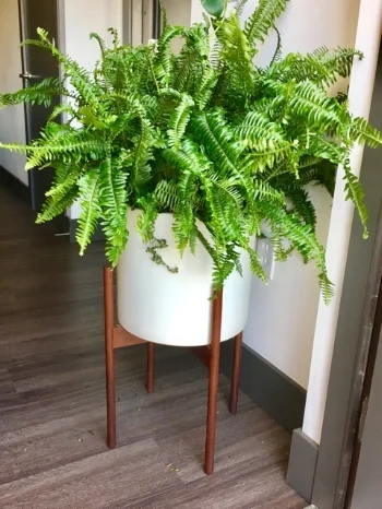 Fern Looks department - 9 Ease of care - 7 Sunny spot - 6 Yes, I know this isn't your typical houseplant but don't be afraid to think outside of the box! I love ferns but do not have a good outdoor space, so I brought one inside! 