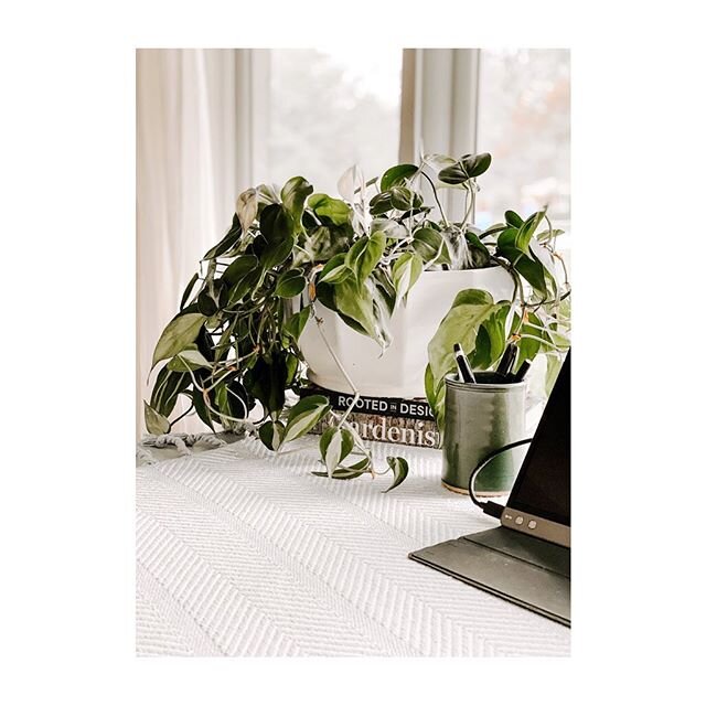 Heartleaf Philodendron🌿
.
Beginner plant parent? This lovie is for you. Hard to kill and low maintenance, it&rsquo;s the perfect plant for a shelf or hanging pot. Plus the heart shape leaf will have you feeling the love all the time, so grab one at 