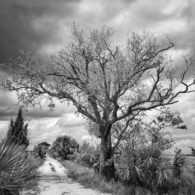 The Stirrings of Spring.jpg