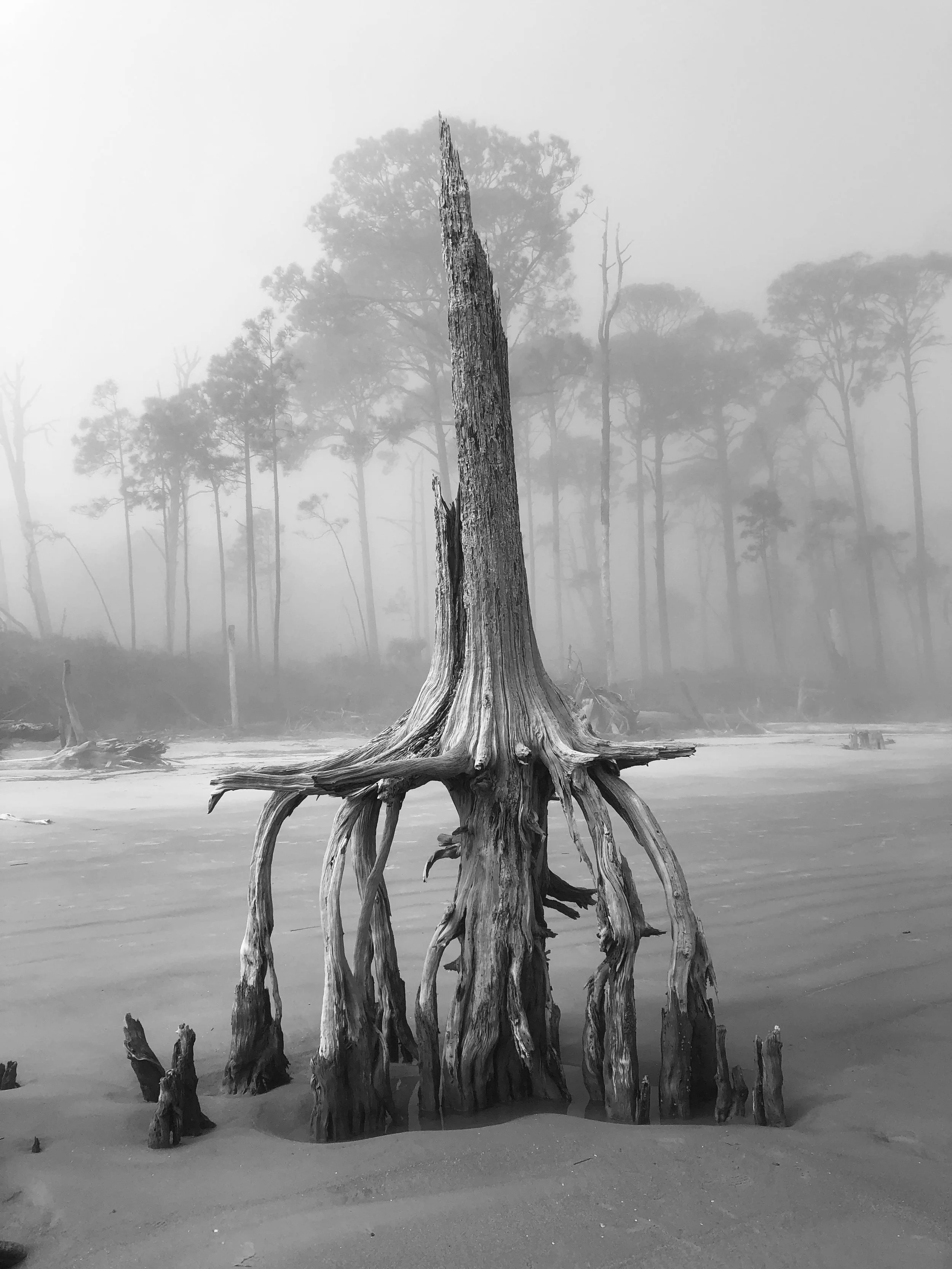 In Mist and Fog.JPG