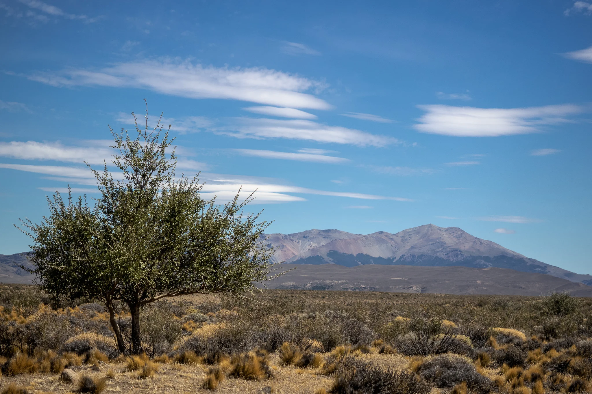 Lonely tree