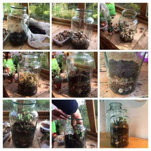 Make Your Own Terrarium