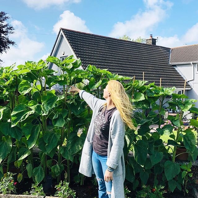 #growsomesunshine with @gardenauk. The sunflower competition you would be crazy not to take part in!!! How are you all doing with yours. Not to panic y&rsquo;all but these are my Dads....over six foot!!! Anyone else now feeling the pressure! These se
