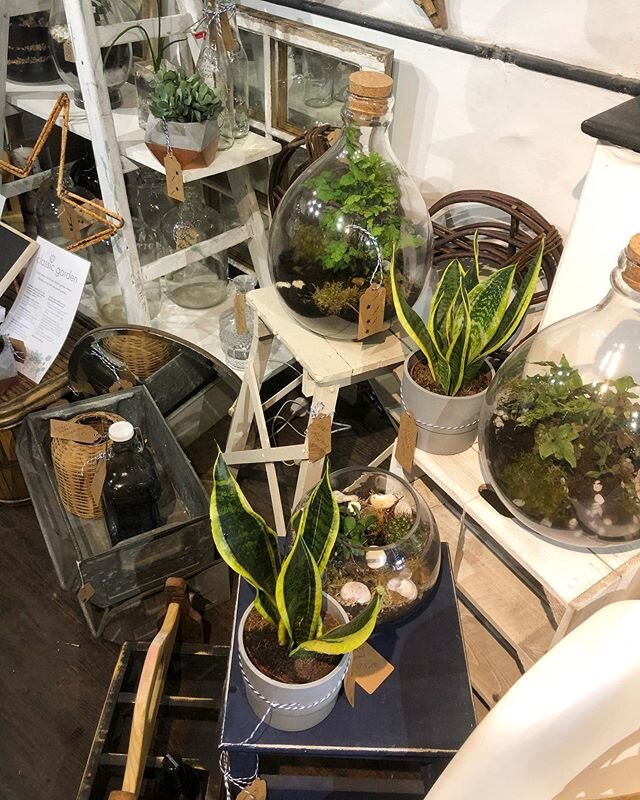 Houseplants make you happy- FACT! A great selection of houseplants and terrariums in my section of @lookthevintage #henleyonthames as well as some vintage finds to style your home. A destination shop, so if you fancy a day trip, shop and walk along t