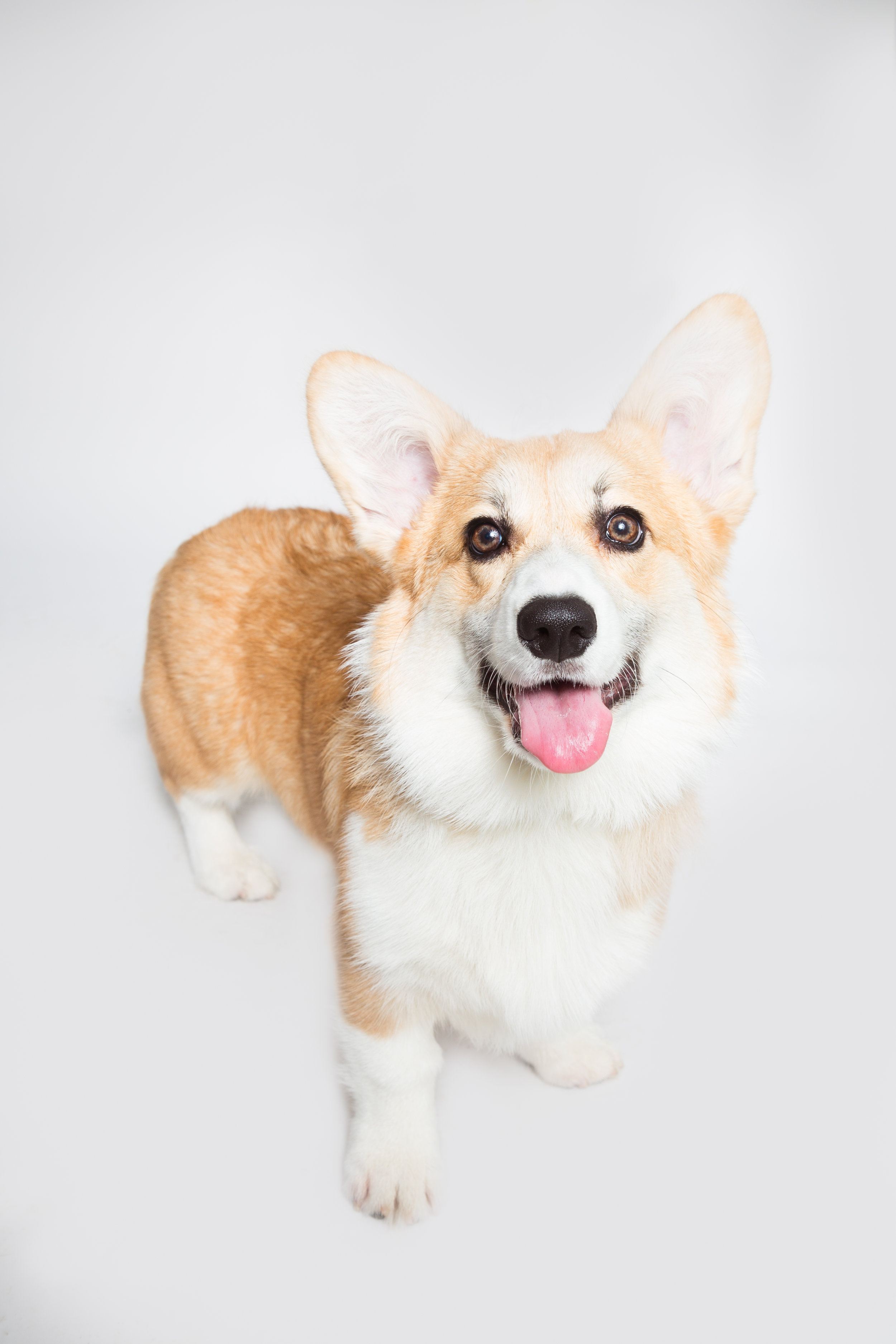 Corgtoberfest-9.jpg