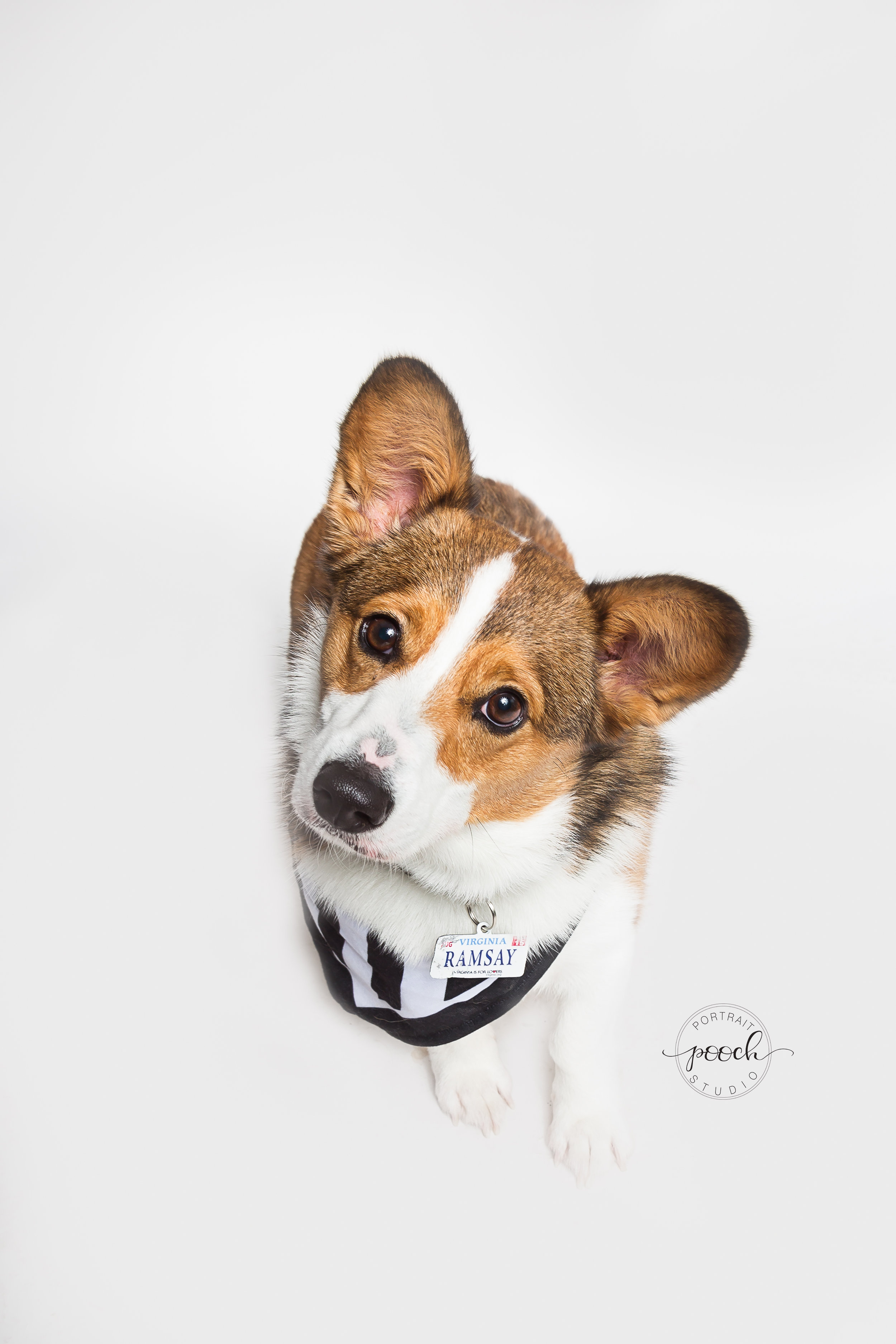 Corgtoberfest-12.jpg