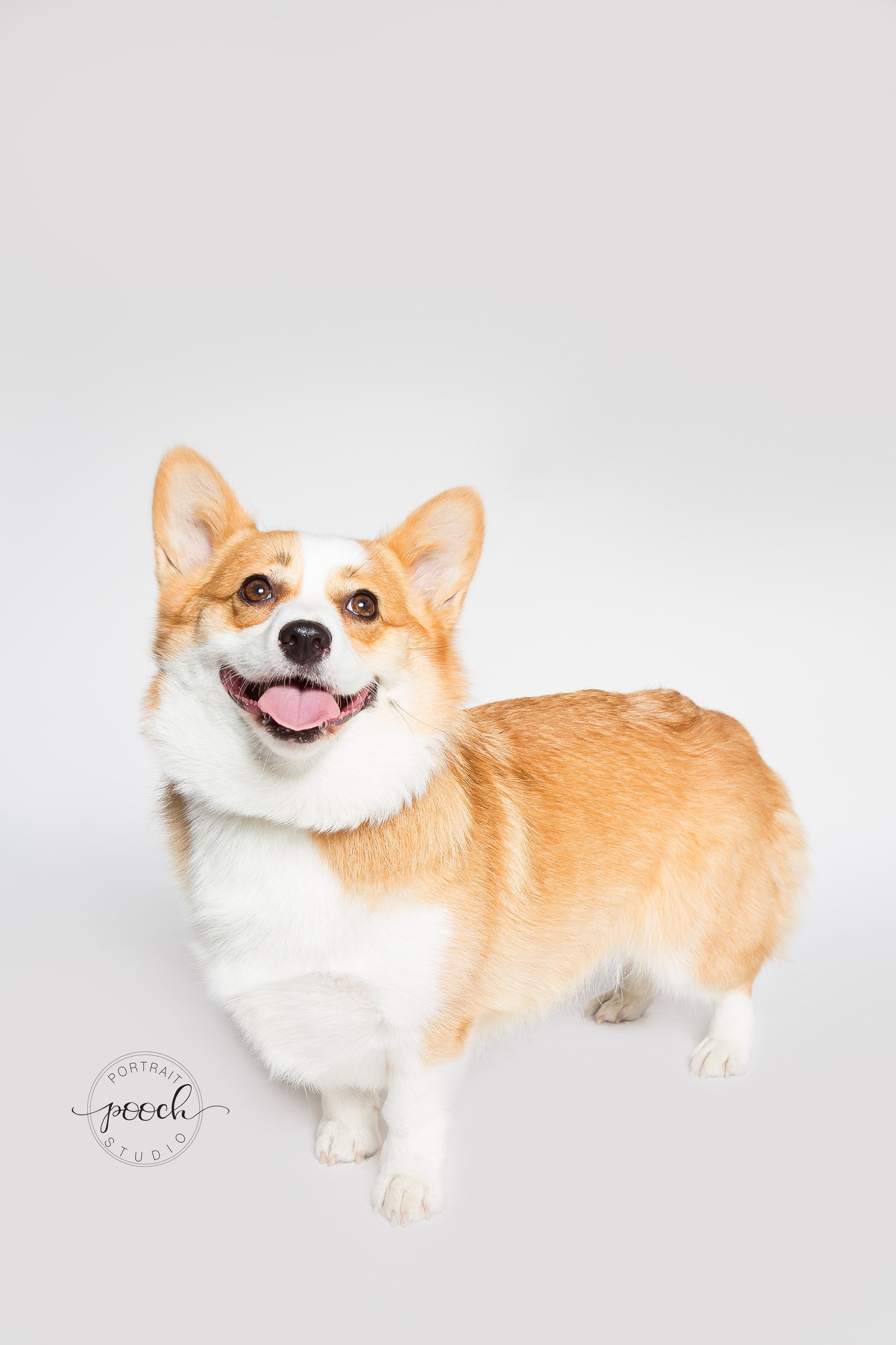 Corgtoberfest-14.jpg