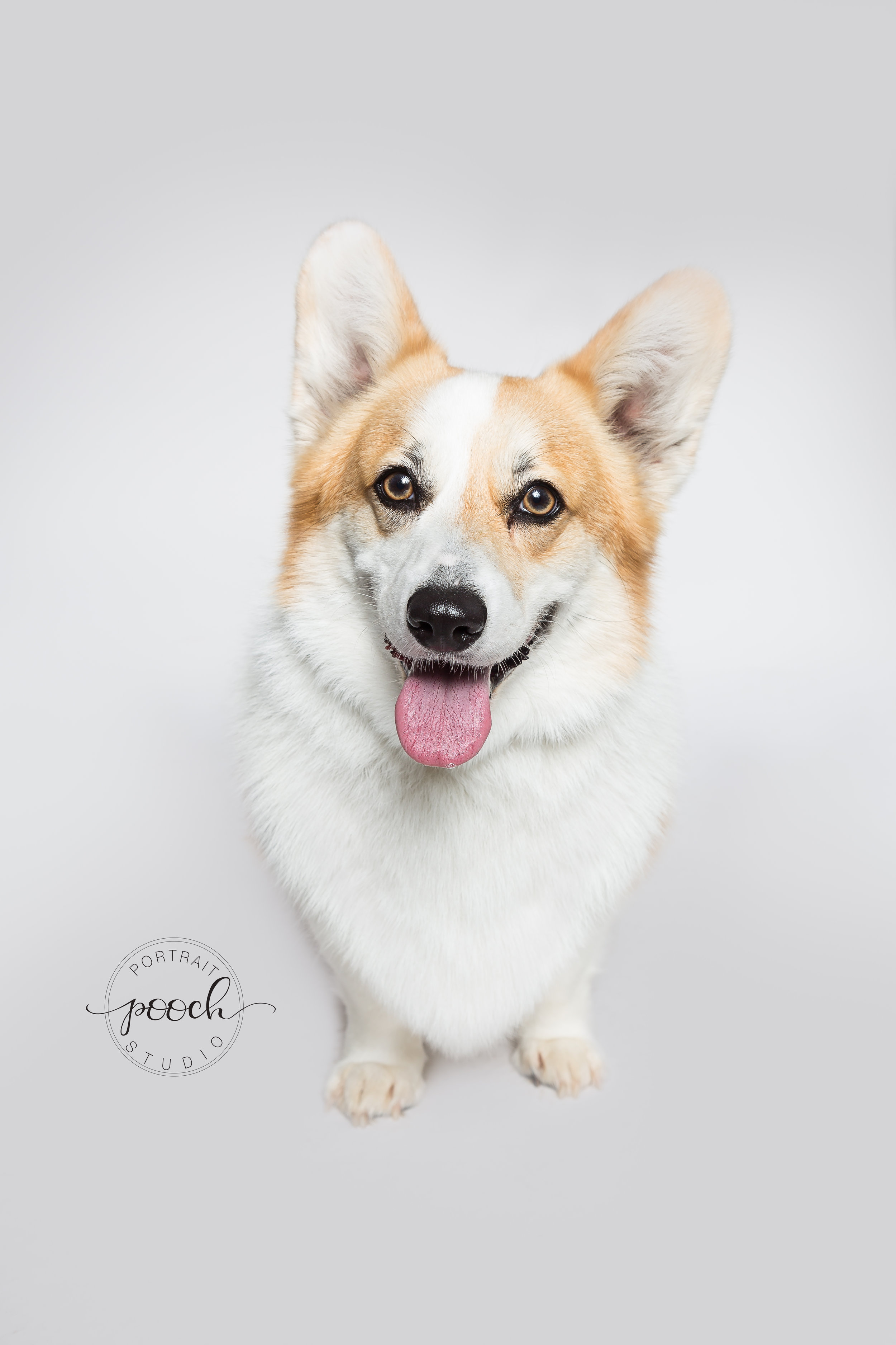 Corgtoberfest-34.jpg