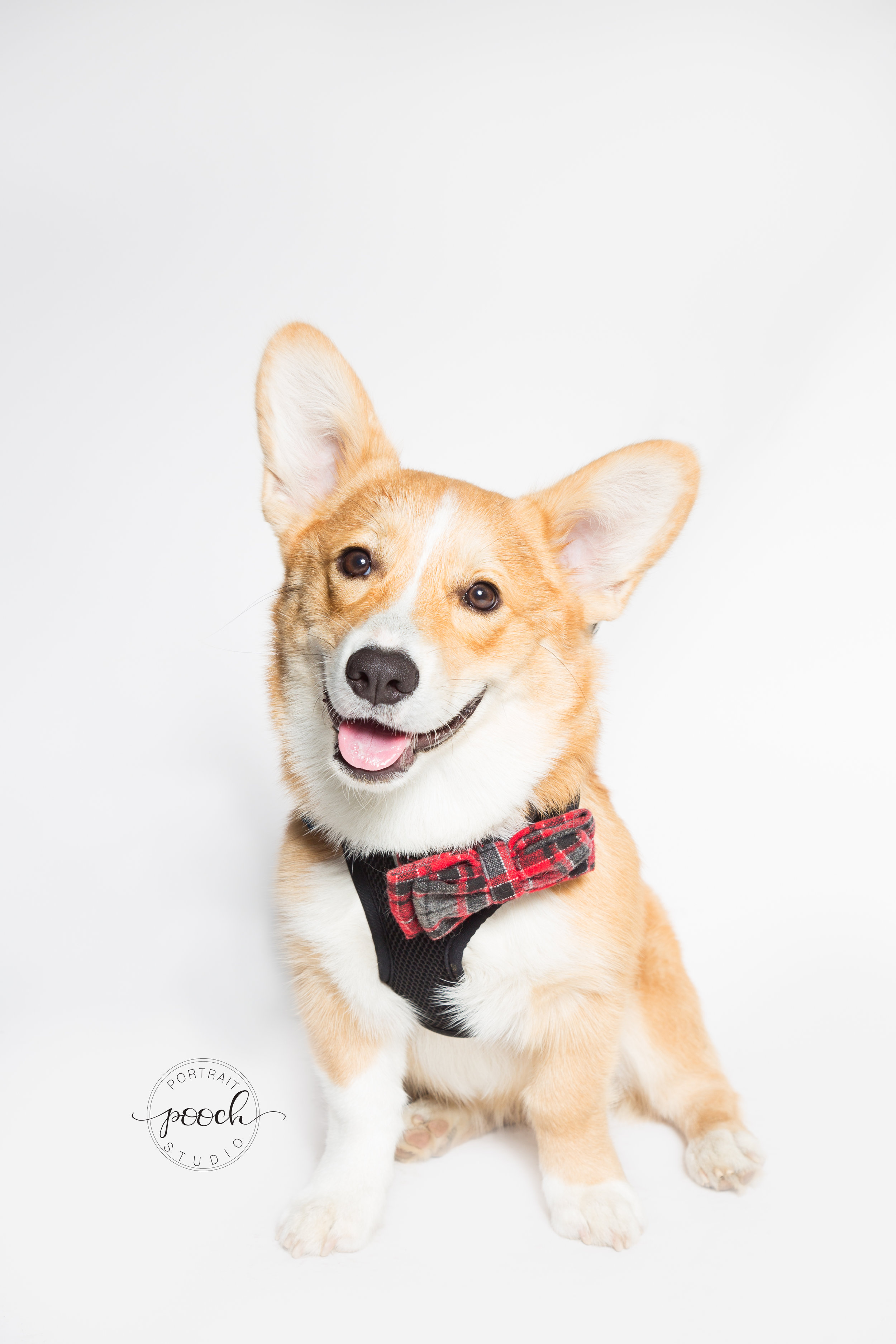 Corgtoberfest-35.jpg