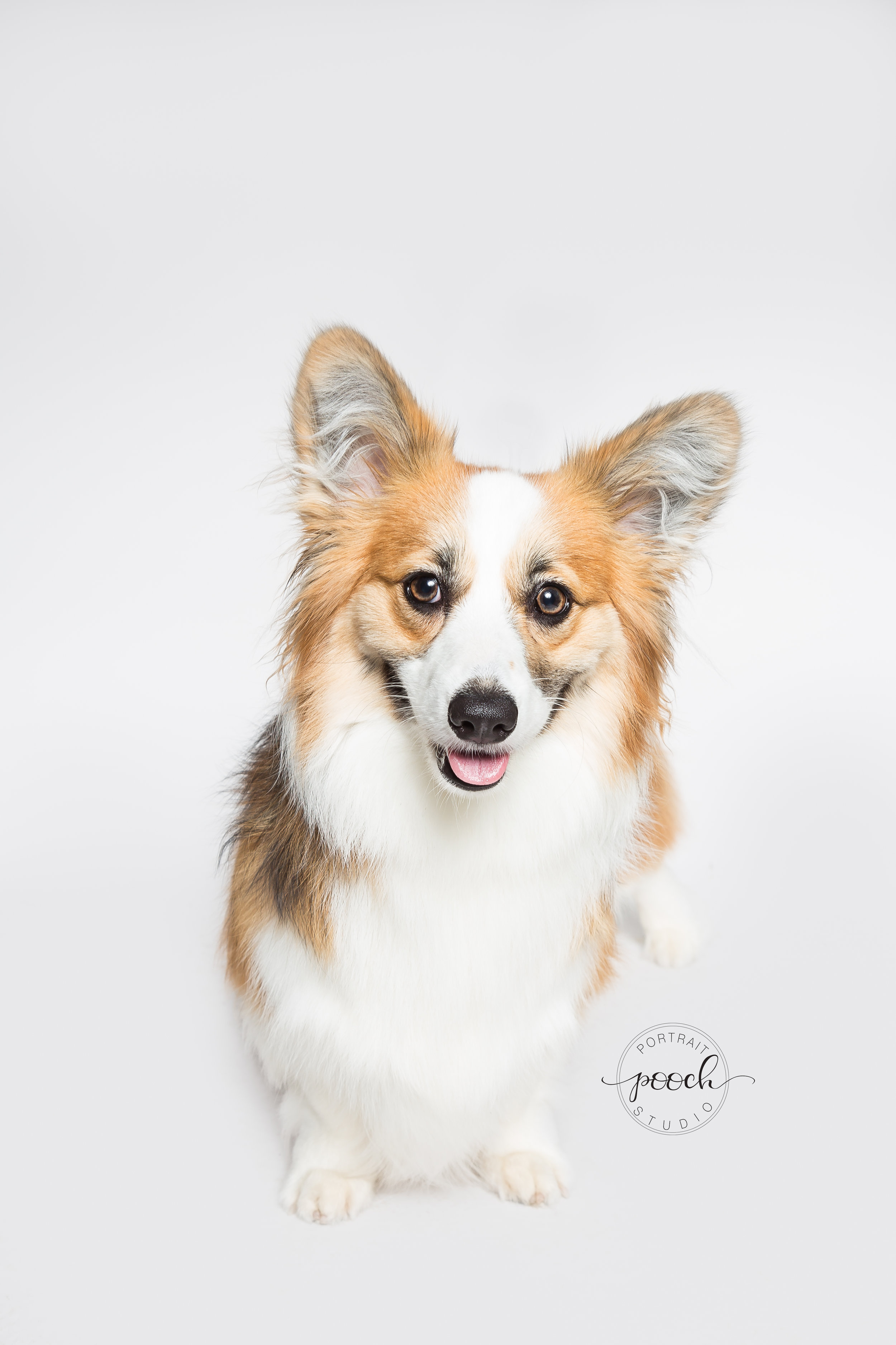 Corgtoberfest-38.jpg