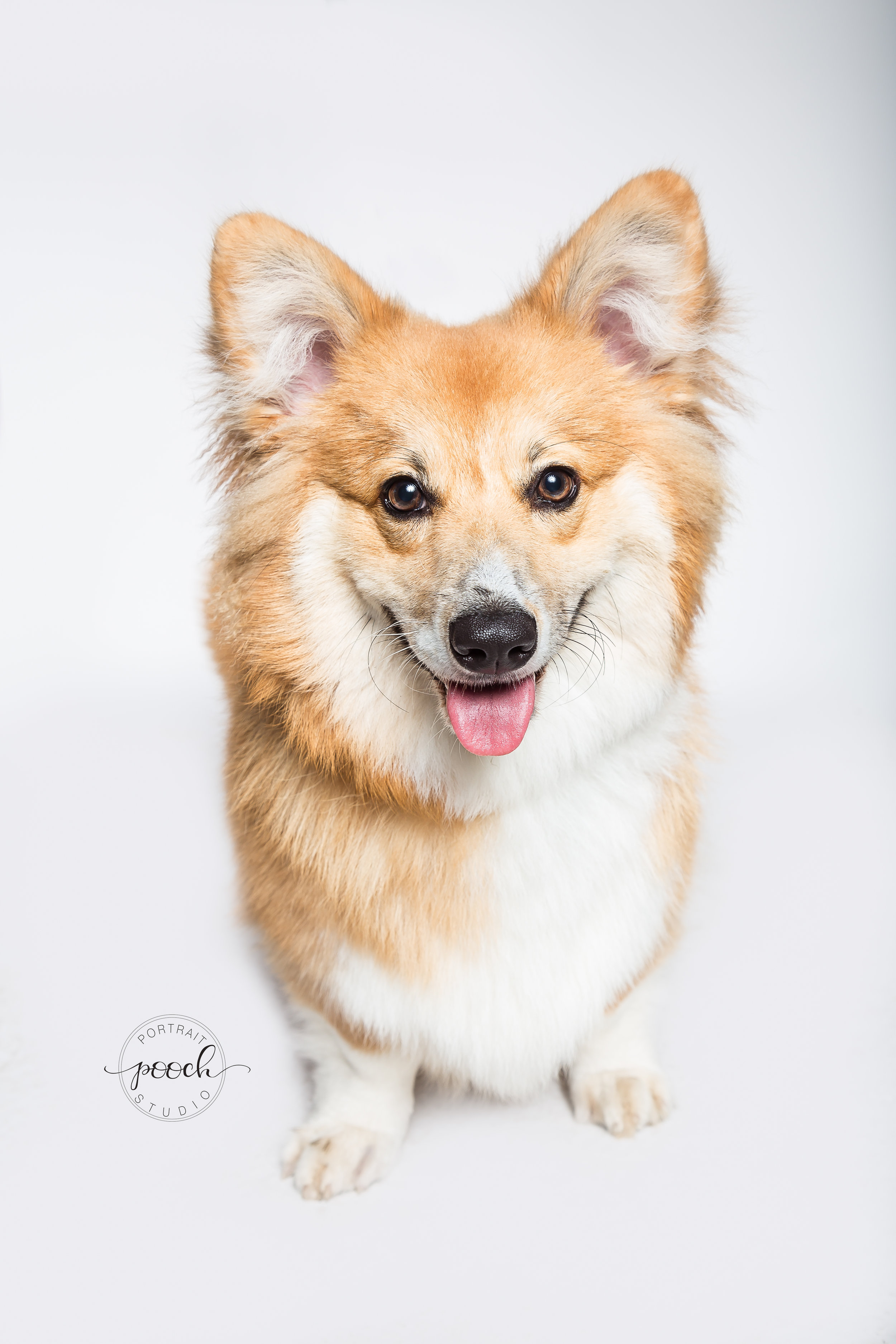 Corgtoberfest-58.jpg