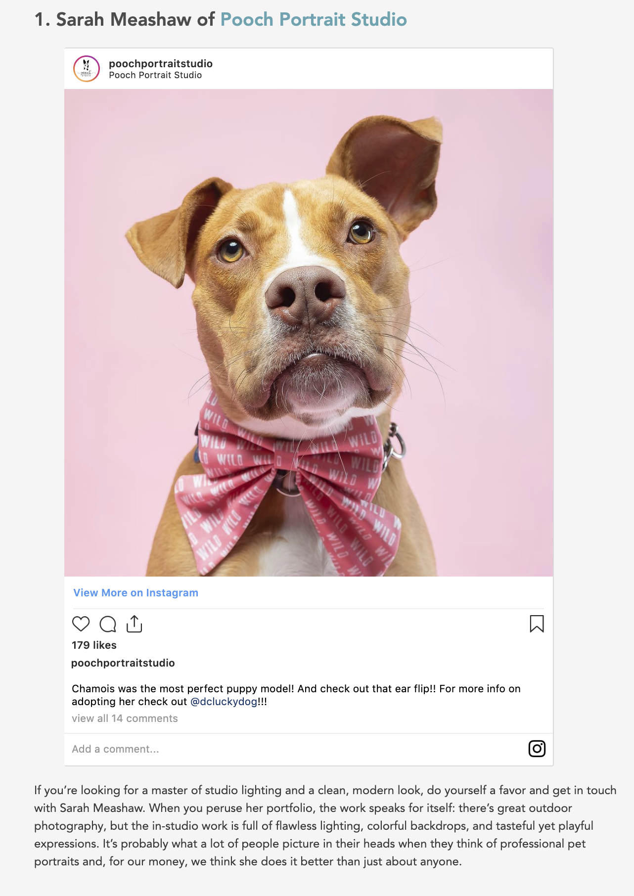 Best Pet Photographer in DC.png