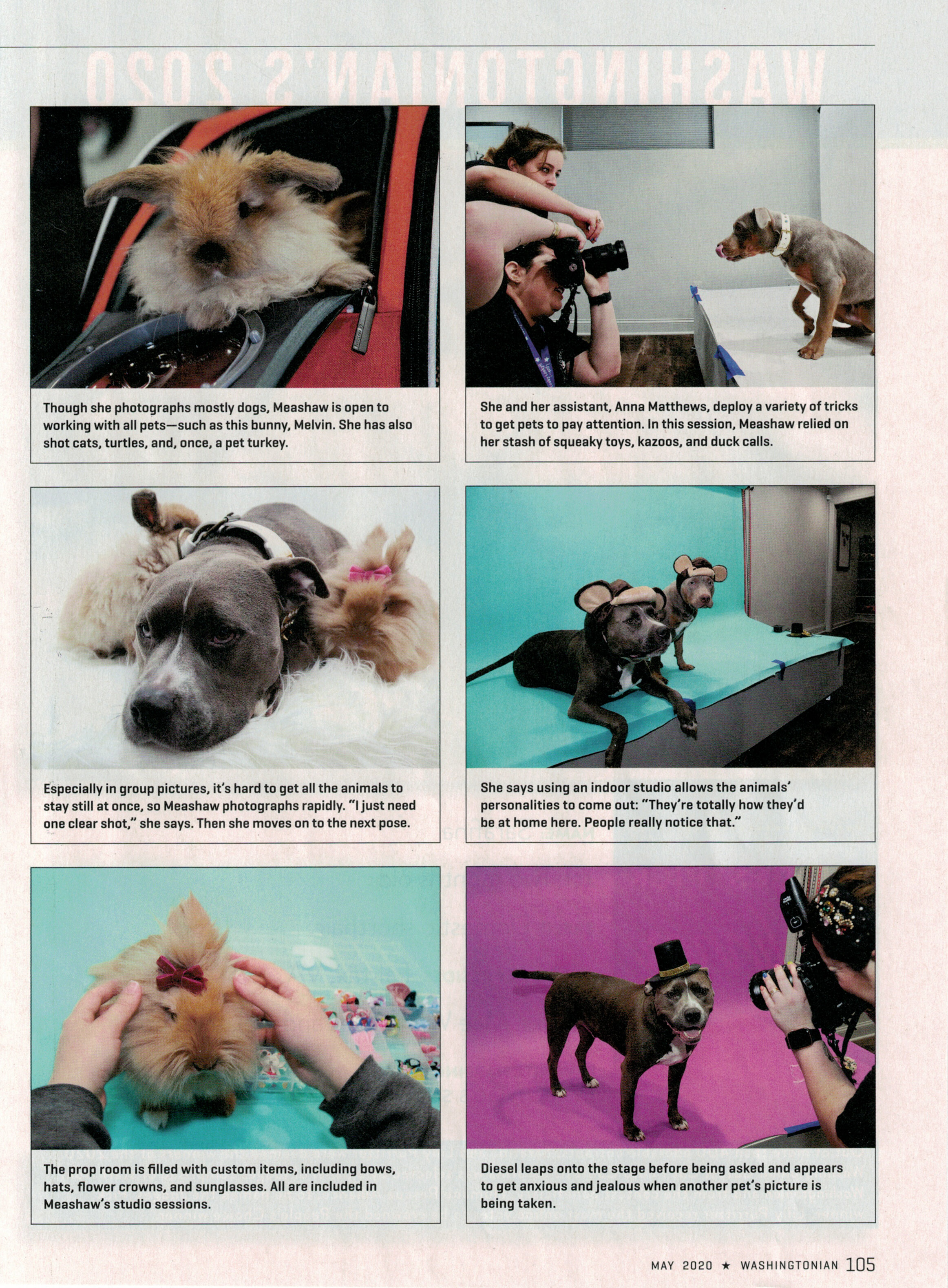Craigslist Pets Utica