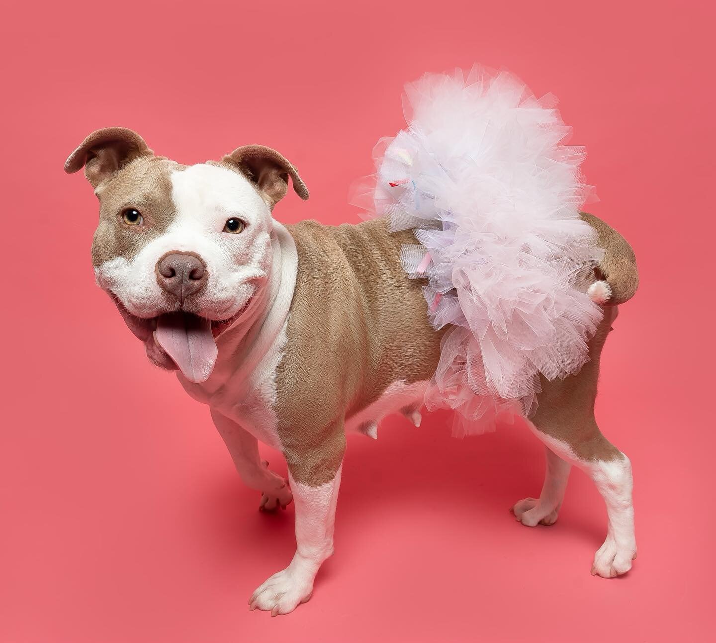 We interrupt today&rsquo;s feed to bring you a velvet hippo in a tutu&hellip;

&hellip;you&rsquo;re welcome&hellip;