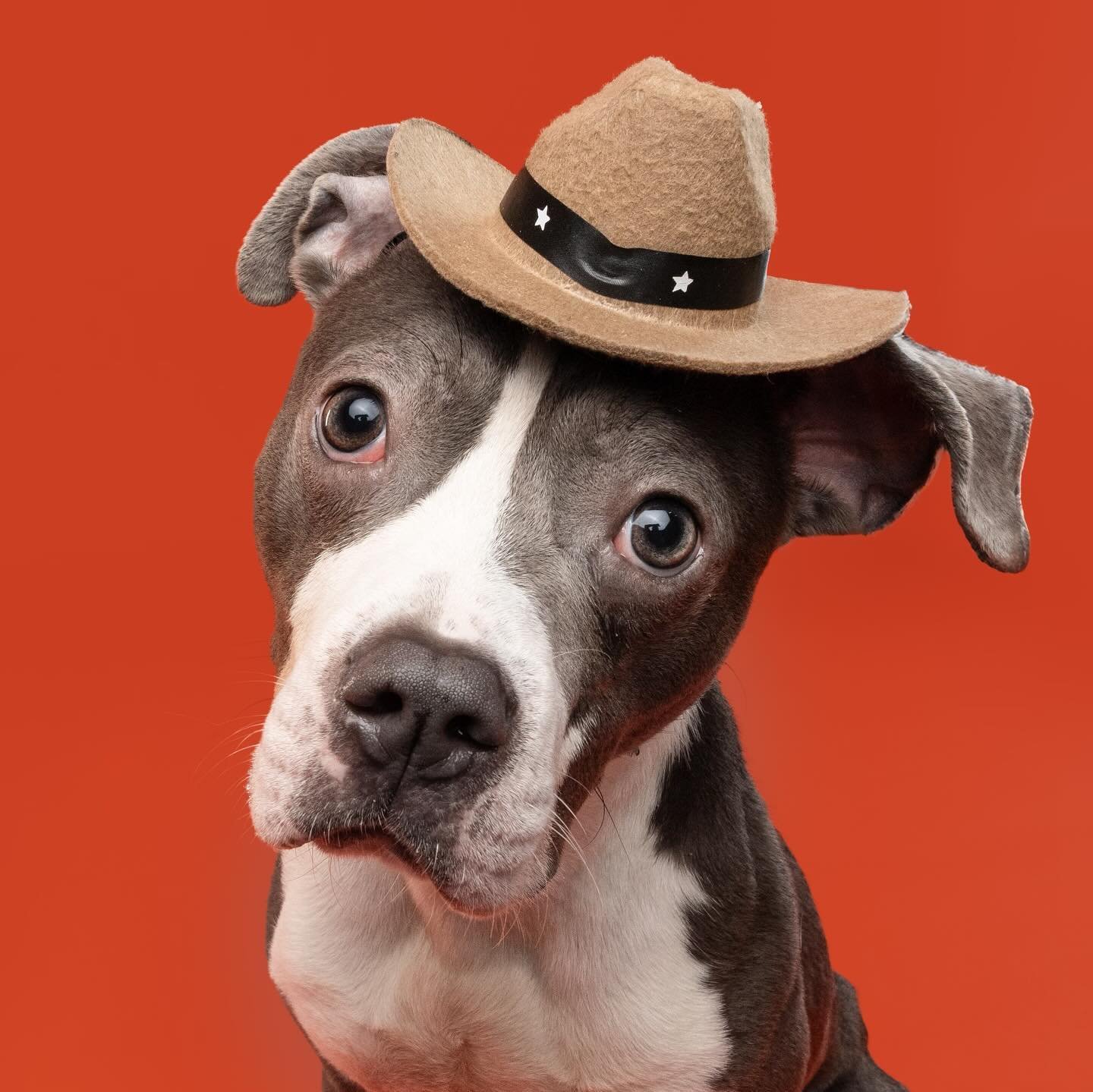 ADOPT TANGO ✨

This pint sized pittie is a 14/10 good boi!!!!! Literally I want to keep him myself&hellip;he&rsquo;s good with kids, other dogs, babies, doesn&rsquo;t bark, need I say more??? 

He&rsquo;s who you want to bring home for Christmas!!!

