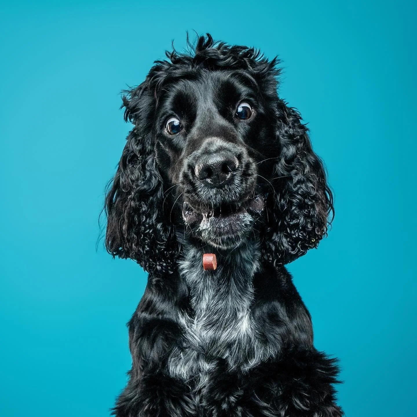 Celebrating Java&rsquo;s 2nd Birthday!

#dcdog #dc #dcdogmoms #dogphotography