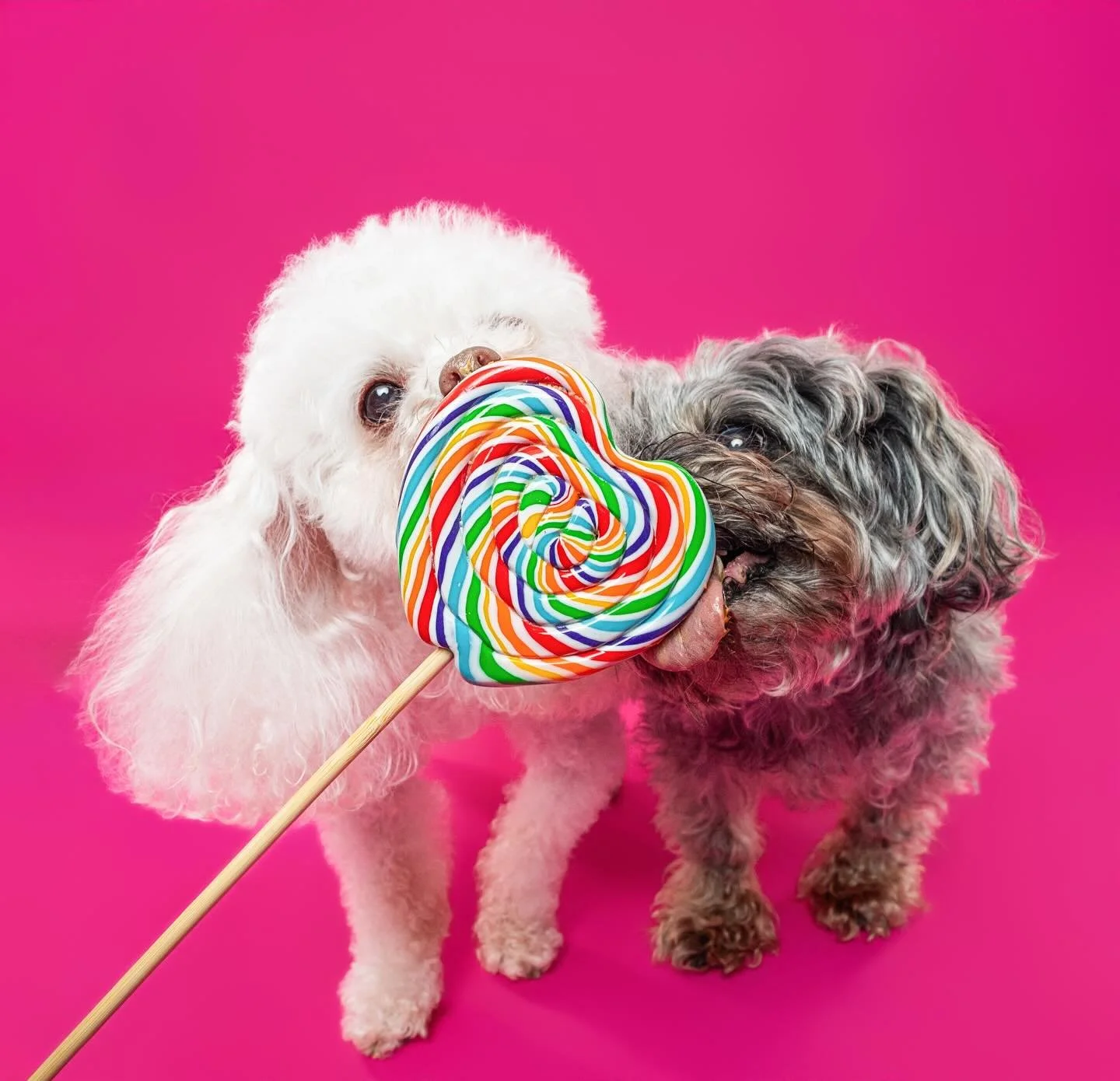 Living in a colorful candy land 🍭