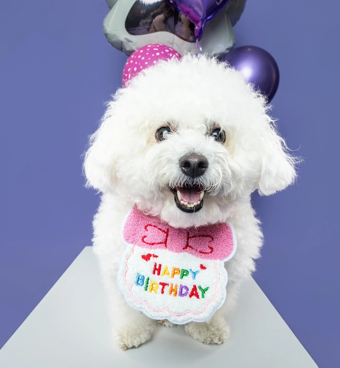 Happy 5th birthday Celeste!!!!

#bichon #bichonfris&eacute; #cakesmash #dcdogs #dcdogmoms