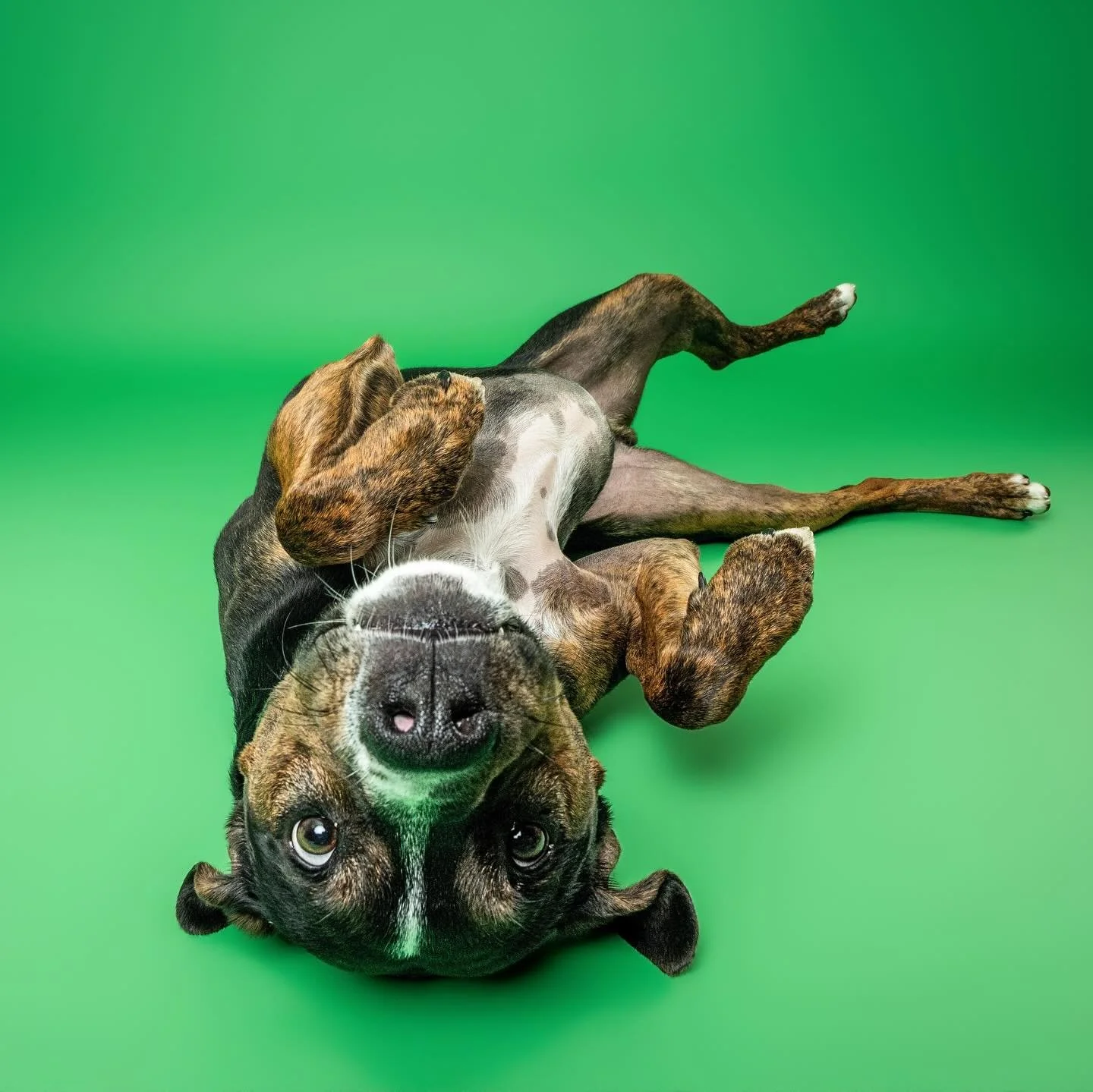 Serious derp from Guapo 🤪

#dcpuppy #dcdog #dcdogs #rescuedog #derp