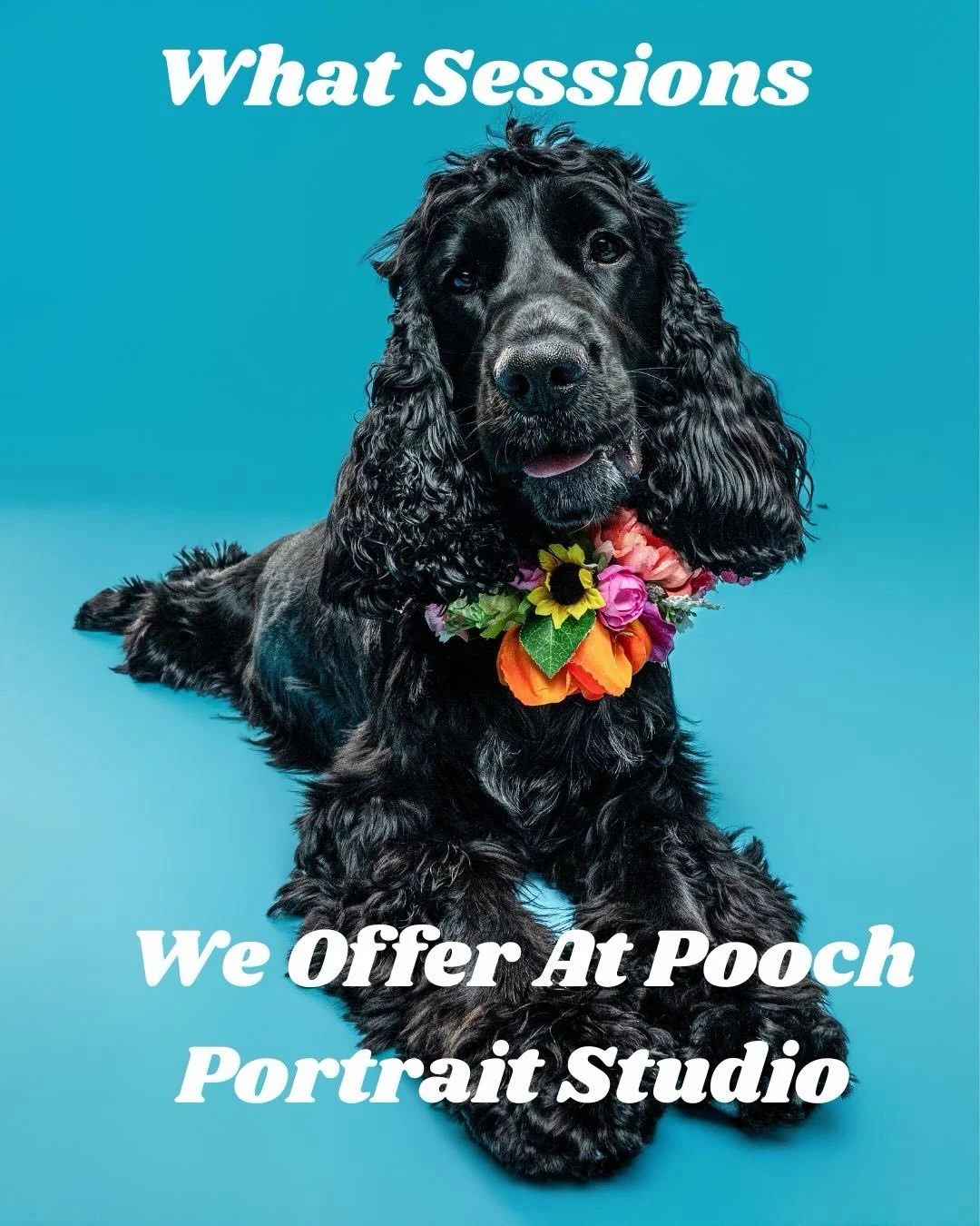 Wondering what sessions we offer at Pooch Portrait Studio? Swipe through to see!! 

#dcdogmoms #dcdog #dcdogsofinstagram #dogsofinstagram #petphotographer