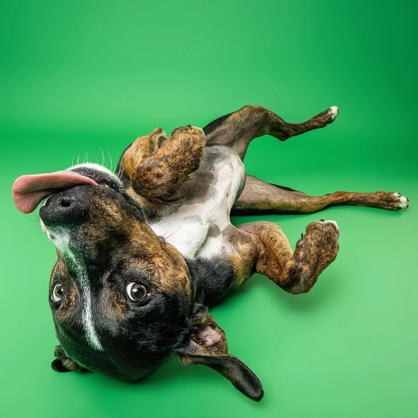 Happy hump day!! You did it &mdash;- halfway through the week!!!

#rescued #dogsofdc #dcdogs #dcdogmoms