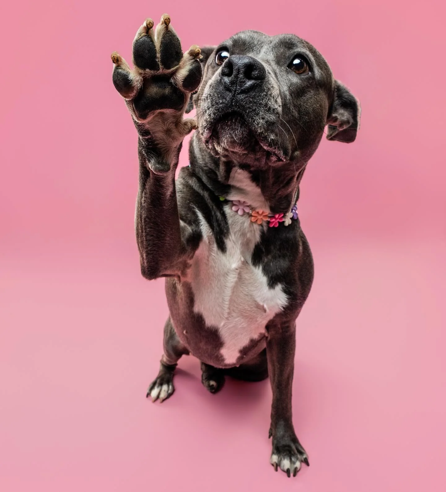 Just popping in to say it&rsquo;s not too late to get the dog mom in your life the session of their dreams!! DM for gift certificate info!!! 🌼

#dcdogmoms #dcdogs #dogsofdc #pitbullmom #dogmom