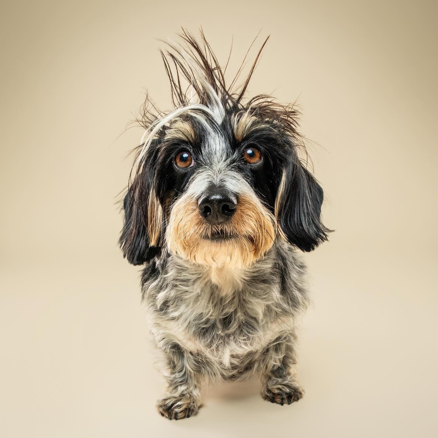 It&rsquo;s the hair for me @yunabugs 💁🏻&zwj;♀️

#weenclub #weenteam #dogsofdc #dcdog #hotdog