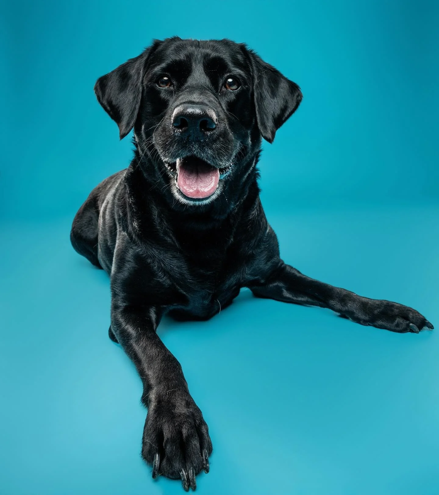 Mac and Maggie 💕

Poor Mac has bone cancer so his family came in to get some pictures to have as forever memories ❤️ sending his family lots of love during such a hard time. 

#labs #labsofinsta #labstagram #labsoftheday #dcdog