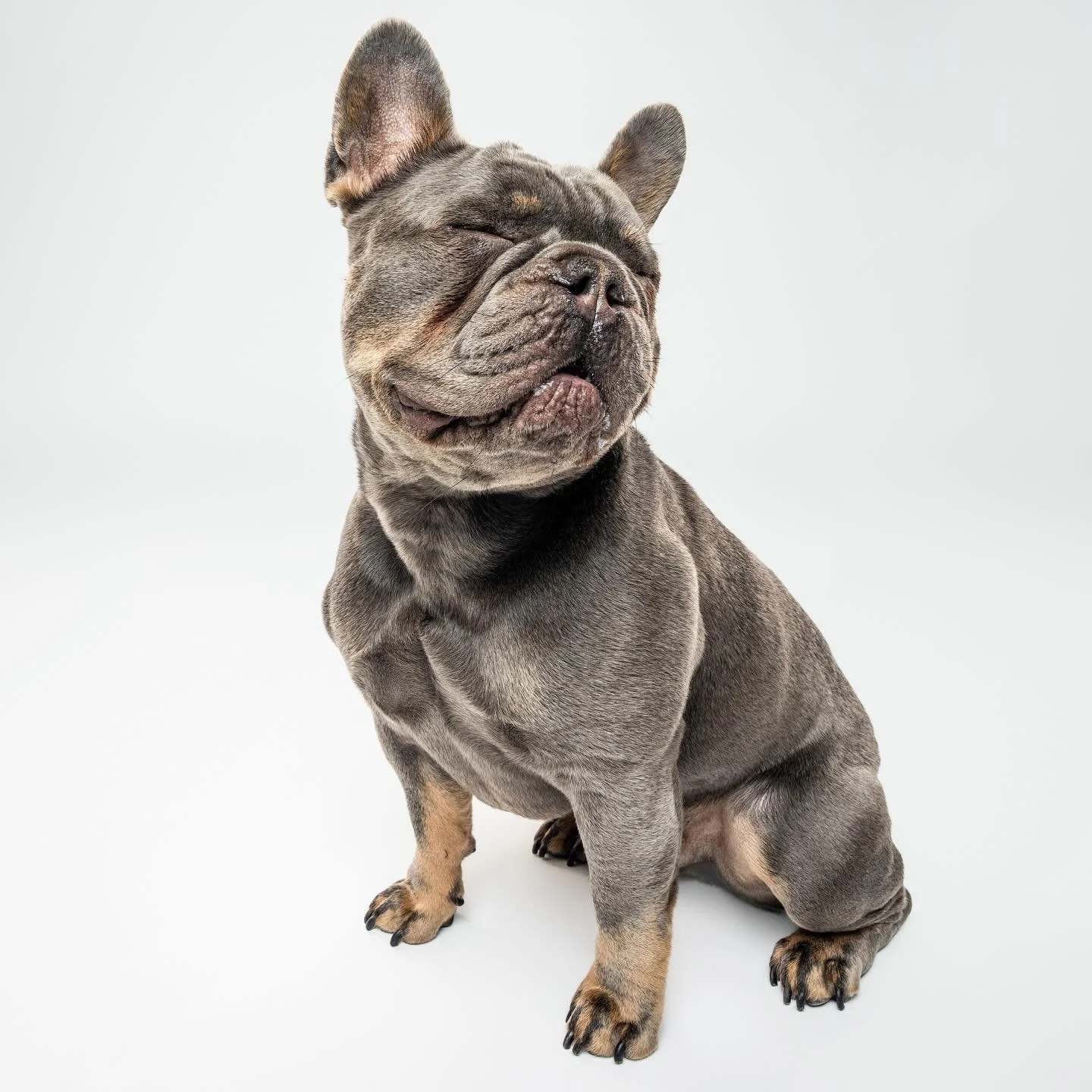 Halfway through the weeeeeek!!!

One more big session tomorrow and then it&rsquo;s a holiday weekend!! Do you have any fun plans!?!

#frenchie #frenchbully #frenchbulldoglove #frenchbulldog