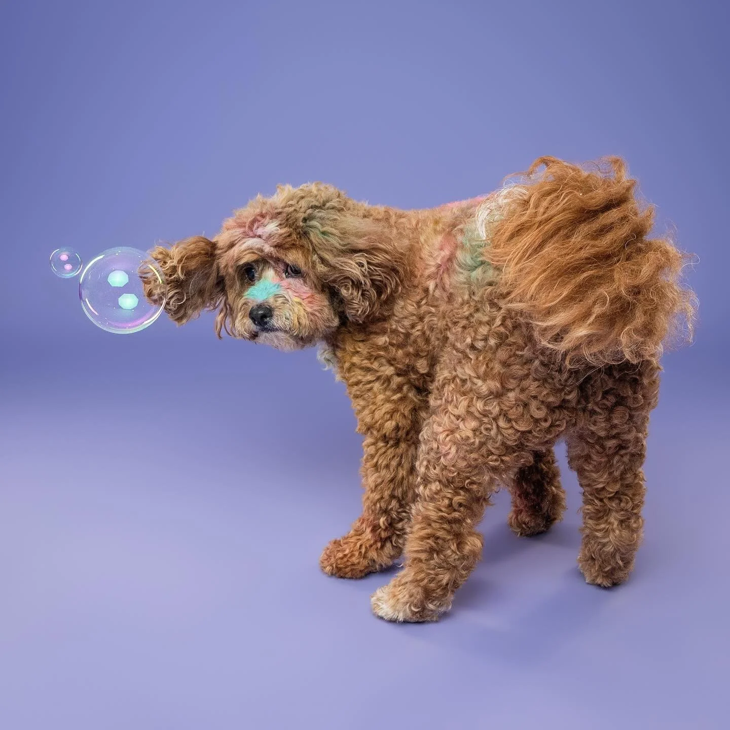 Color magic and bubble fun with Poppy and Bailey 🫧
