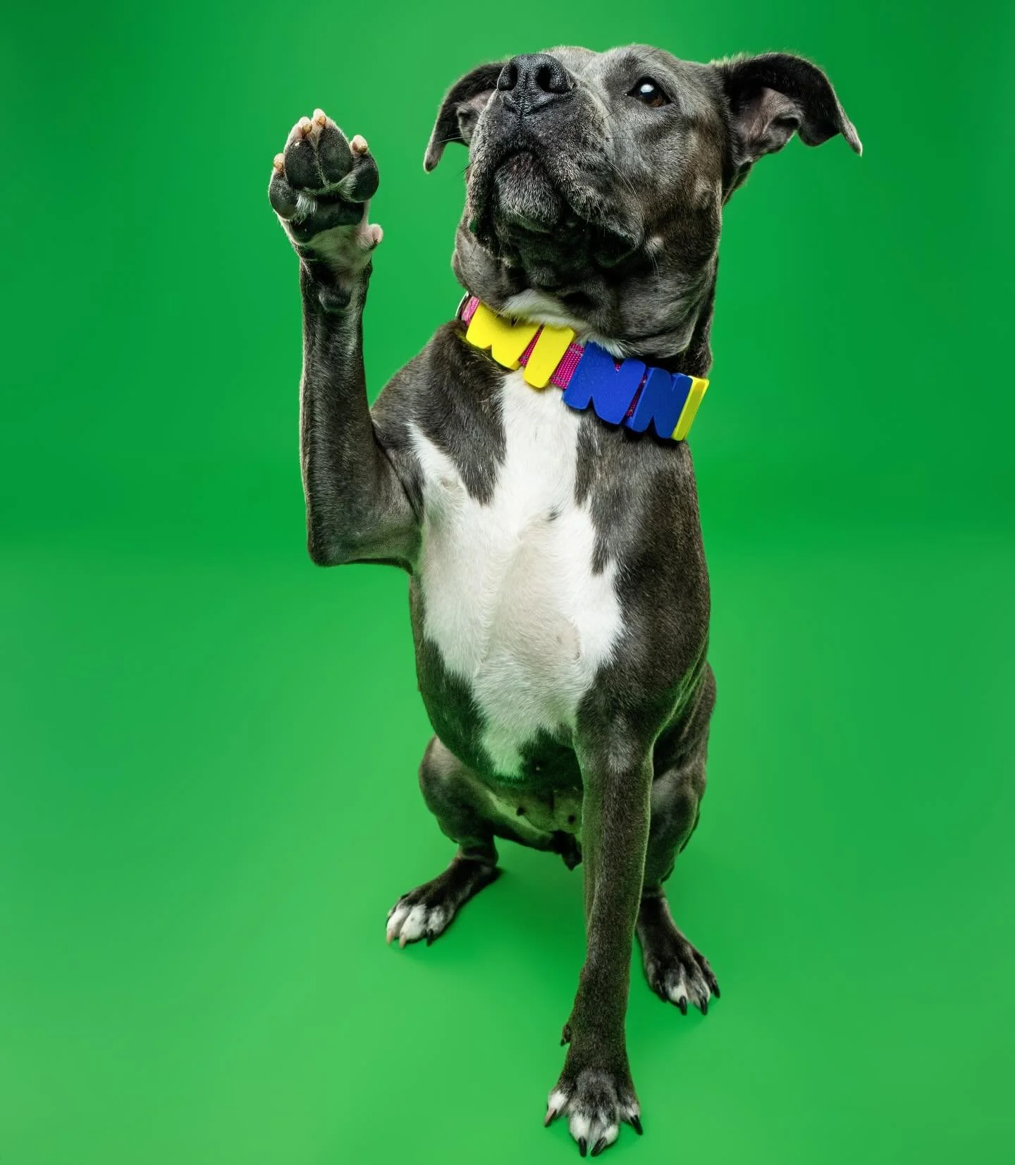 PAWS UP FOR BARKSTAR COLLAR CO!!!!

Today we photographed the awesome @barkstarcollarsco new collars!!! HUGE thanks to our models @winnie_in_washington_dc @adoxienameddandy and Jasper!!

They&rsquo;re all custom made here in the DMV and are so cool a
