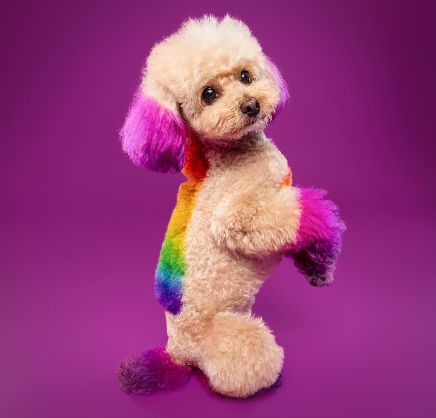 Thankful to creative clients who let me share their joys and who are proud to be who they are!!! 

LOVE WINS 🏳️&zwj;🌈🦄🌈💕