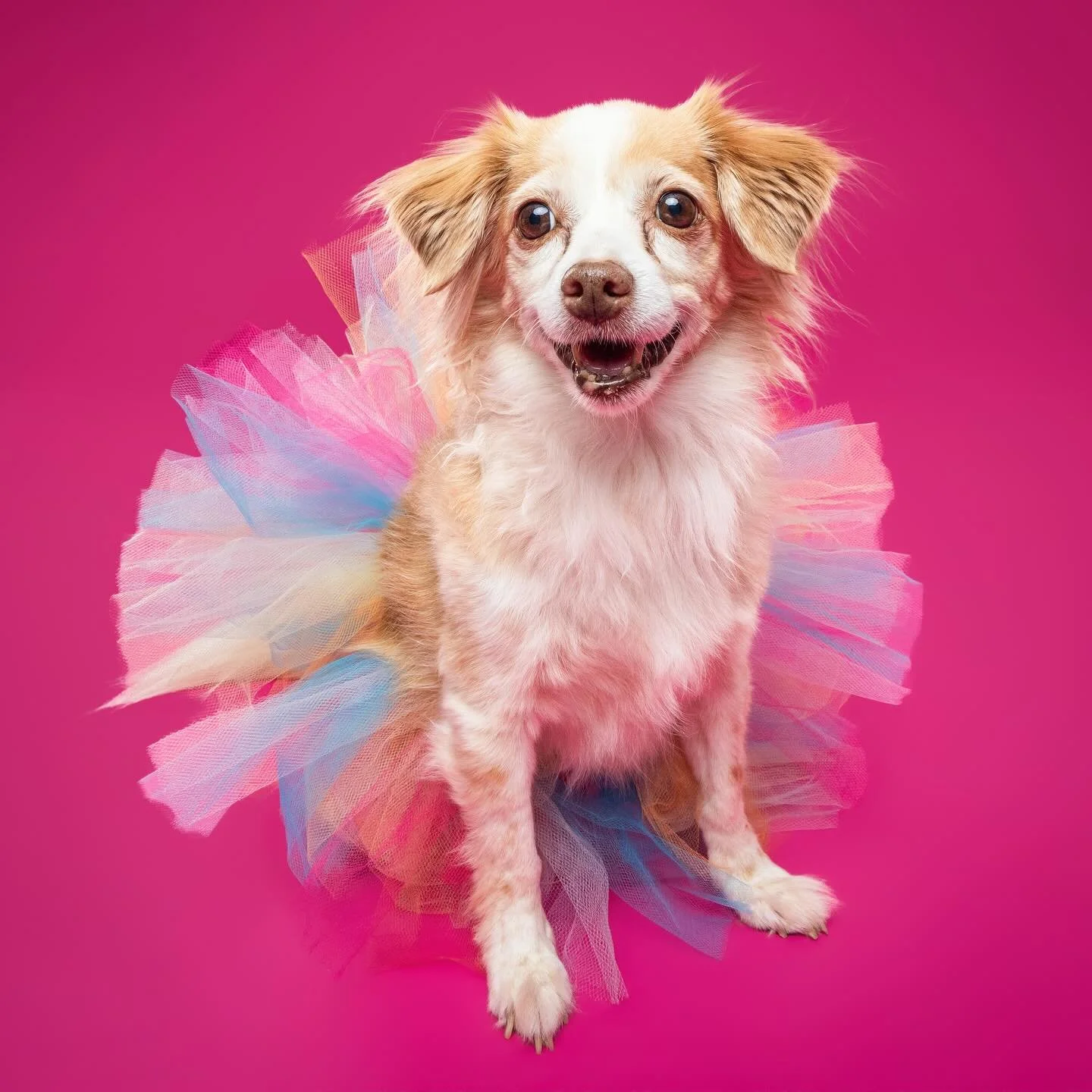 Dorys is 14 and had a medical scare last week that her owners thought was going to be the end, so they brought her in for pics asap! 

She was cheerful during the shoot and I&rsquo;m so thankful her family has these memories now 💕