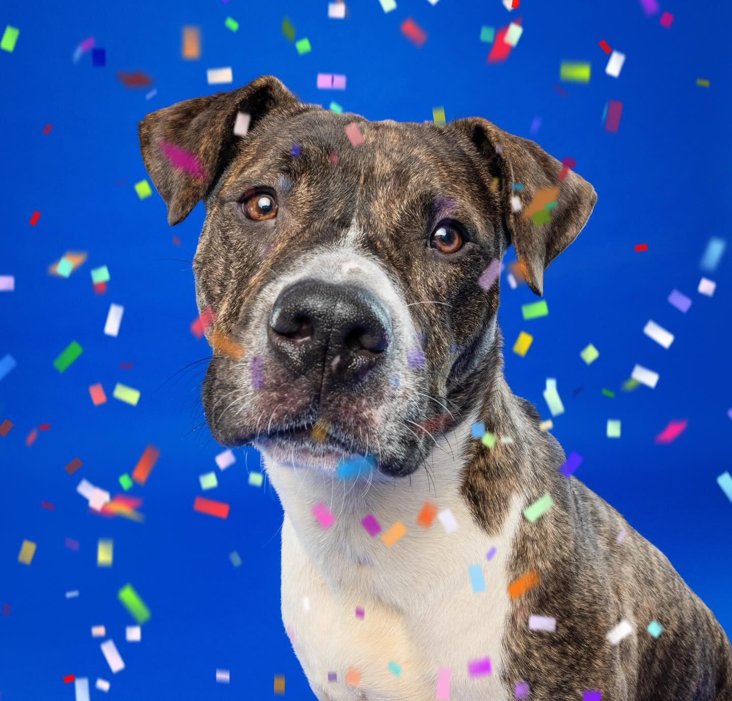 PETEY IS ADOPTED!!!! 🎉🥳

After a year+ with his amazing foster @vegsister Petey fka broccoli is home!!!! Thank you so much to @p3rescue for never giving up!!!