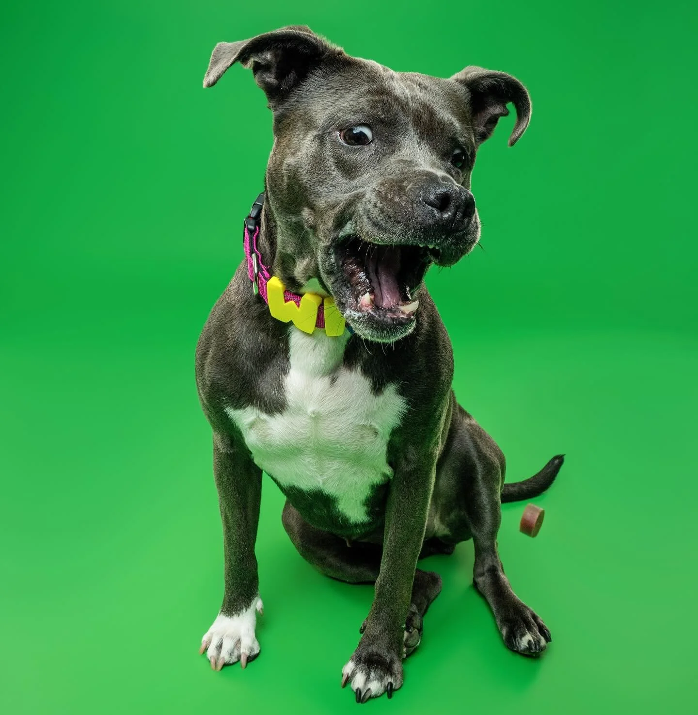 Take a bite out of the weekend!!

@winnie_in_washington_dc modeling her @barkstarcollarsco 💁🏻&zwj;♀️