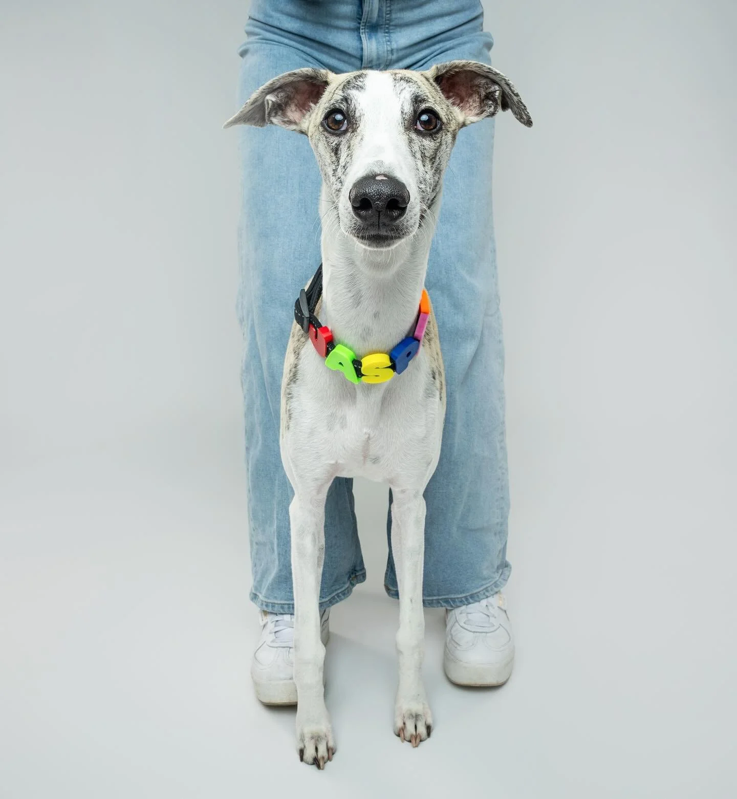 Super star model Jasper for @barkstarcollarsco ⭐️