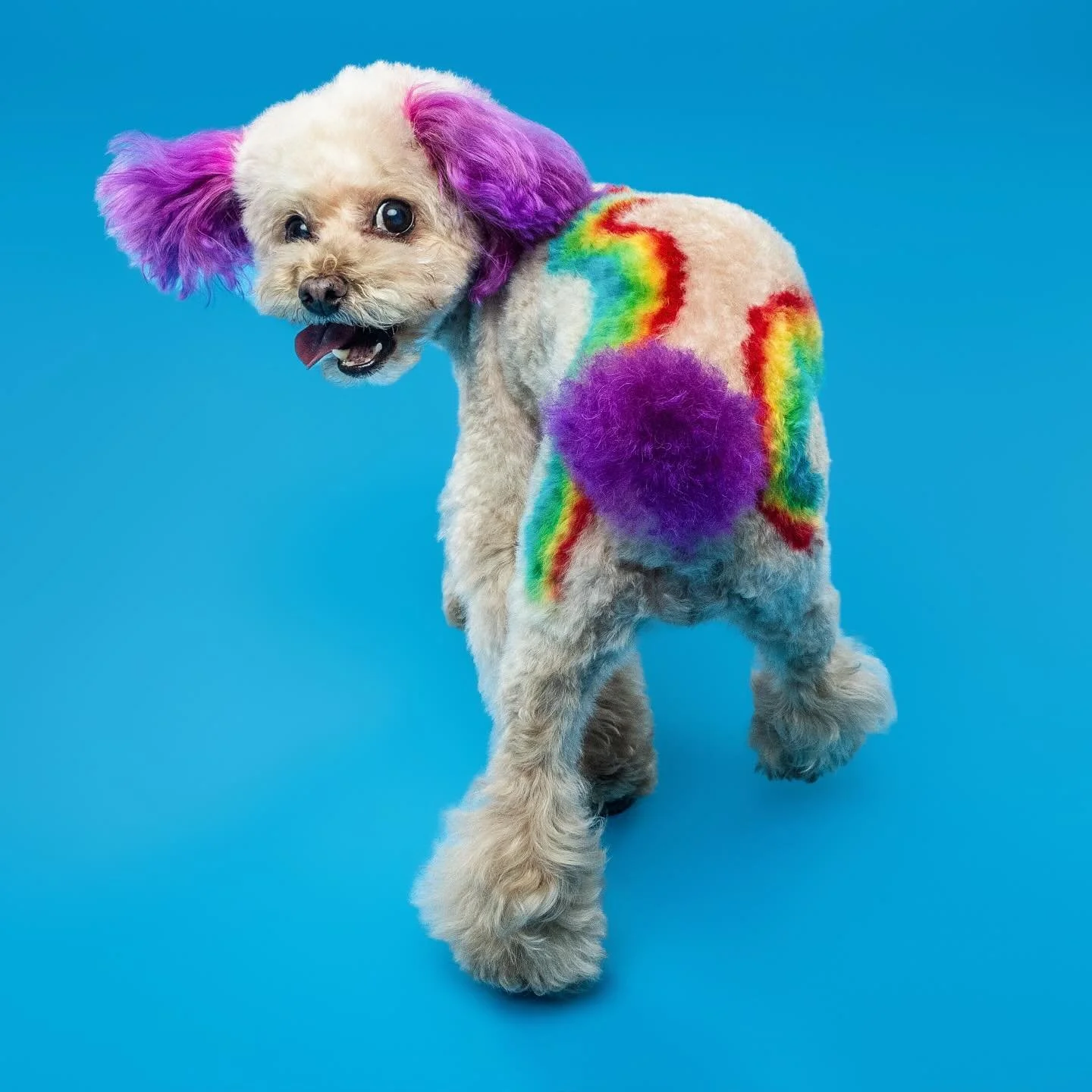rolling into the week with these vibes has me feeling on 🔥 💃🏼⭐️

Debuting @poodlepunzie 2026 pride masterpiece by @daniellesdogsdc at @masterpiececanine 🏳️&zwj;🌈🌈🫟