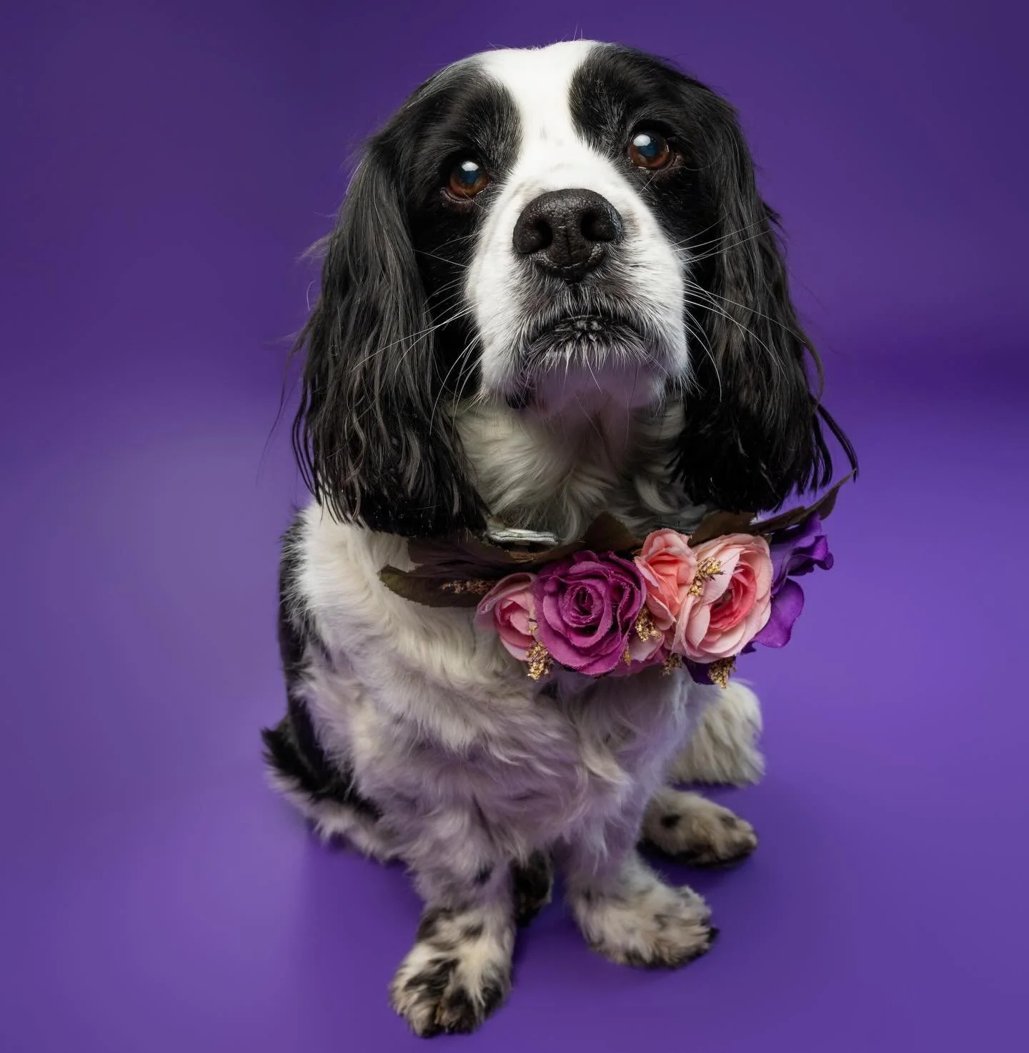 Sending all the love in the world to @e_pod right now 💔 she made the difficult decision, but the best one for her baby, and he&rsquo;s now running free with Toby and all the other amazing pups at the rainbow bridge 🌈

Please send his momma some goo