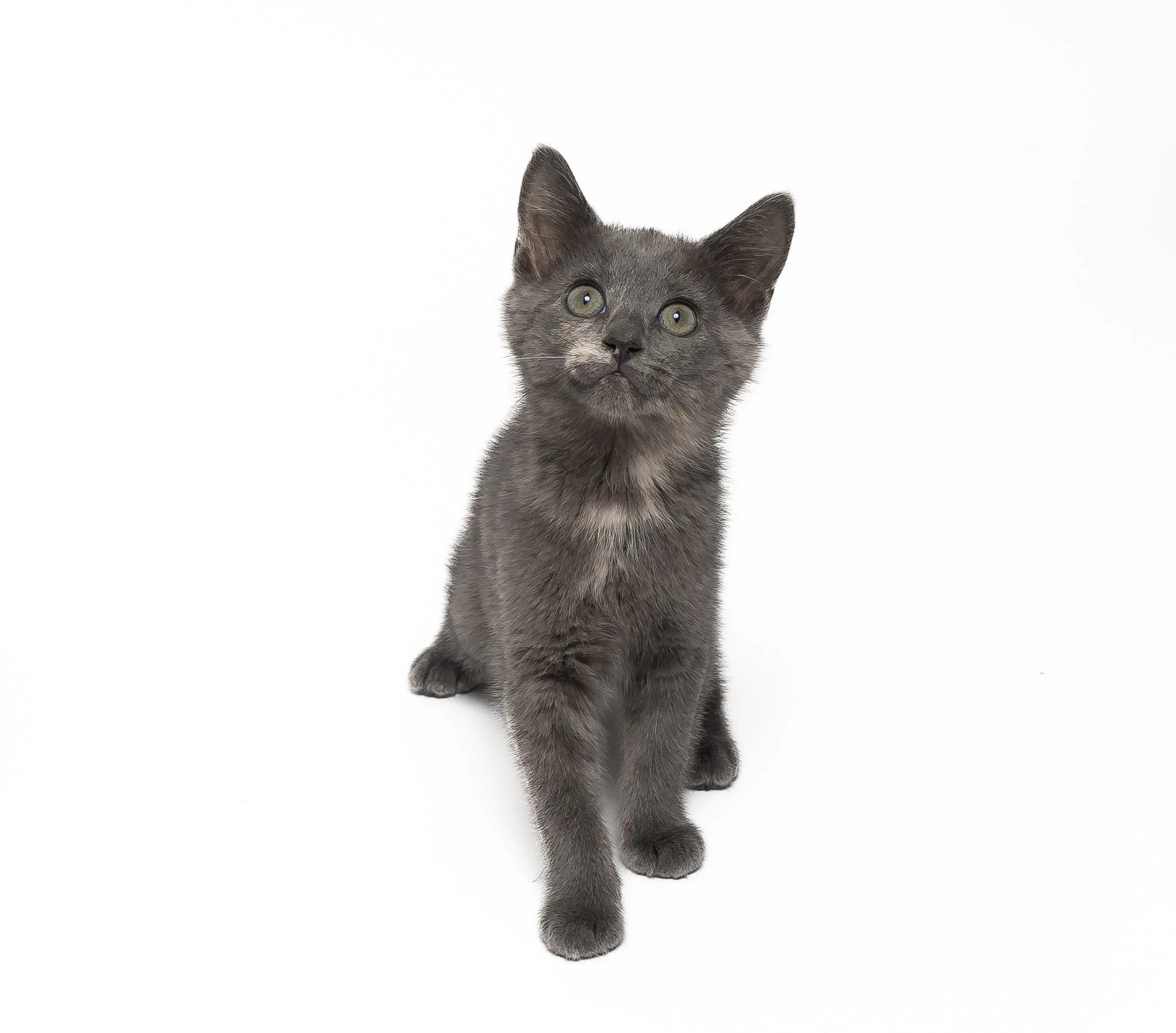 kittens-1.jpg
