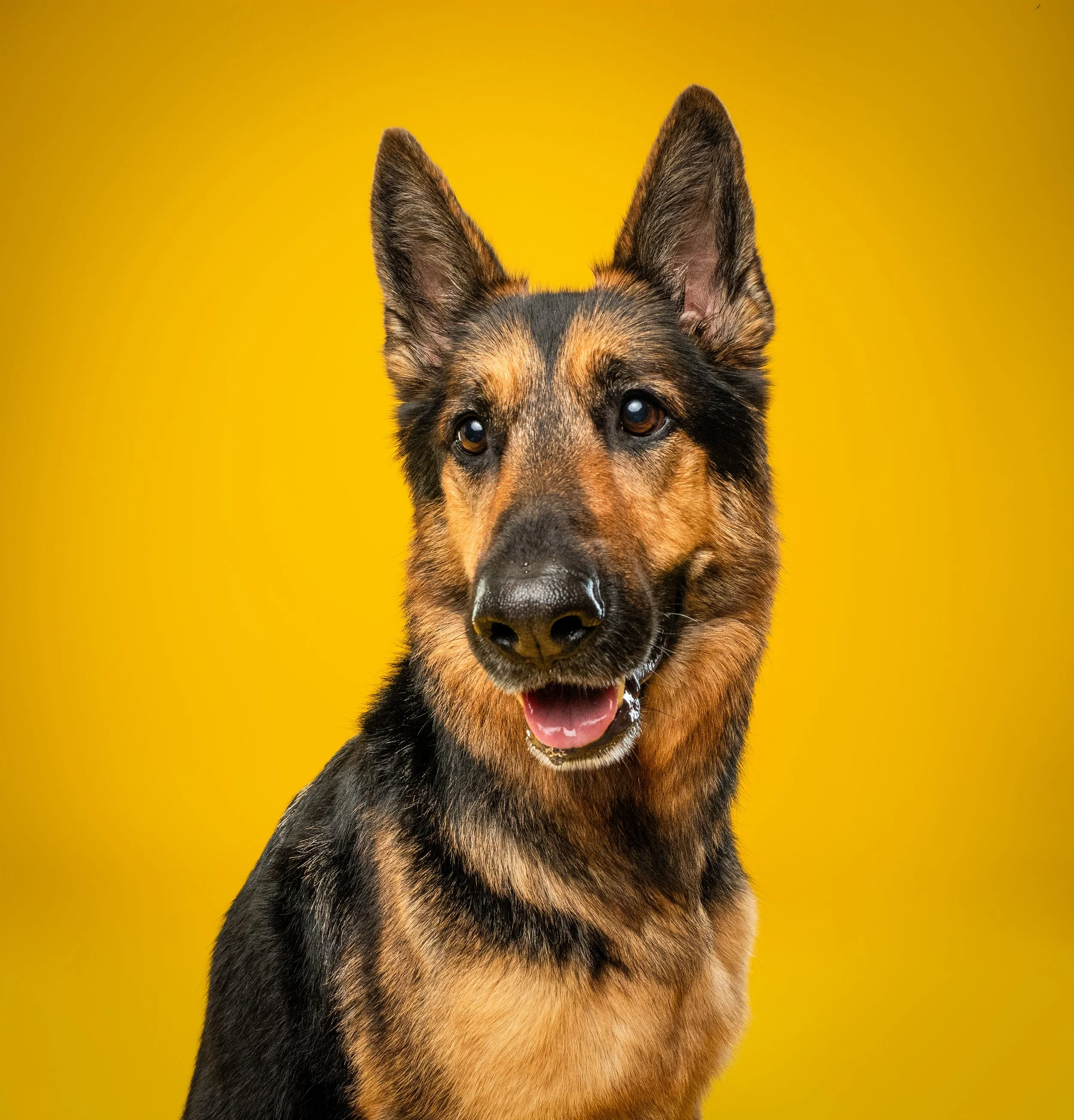 What To Expect From A Pooch Portrait Studio Pet Photography Session ...
