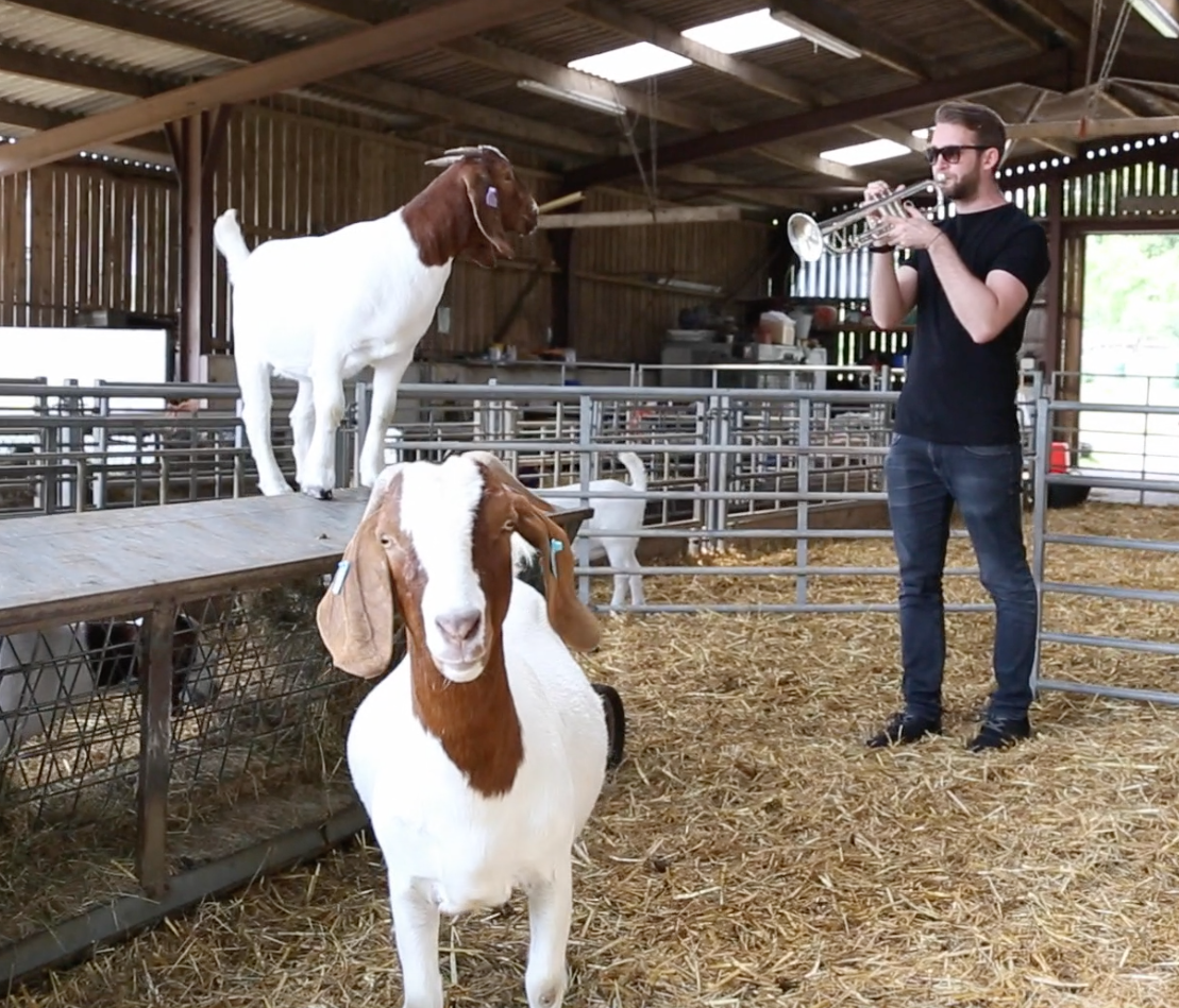 Entertaining a couple of Goats