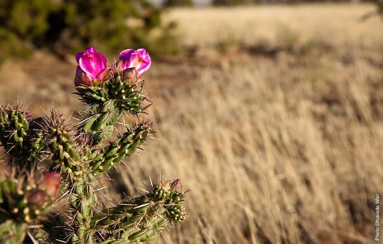 A cactus in fuscia bloom marks the beginning of summer in the Preserve, which enjoys four distinct but mild seasons and more than 300 days of sun a year.